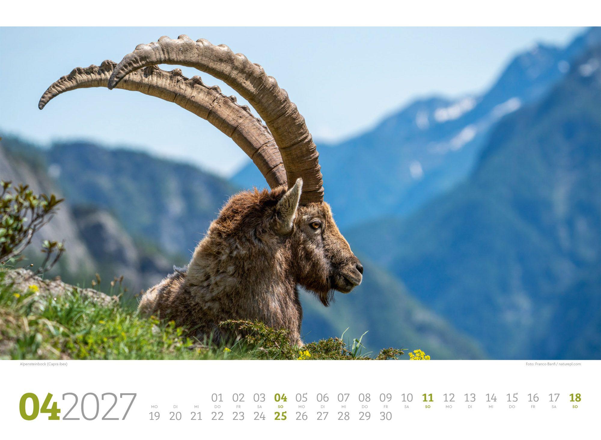 Beispielinhalt (Bild) Tierwelt Wald Kalender 2027