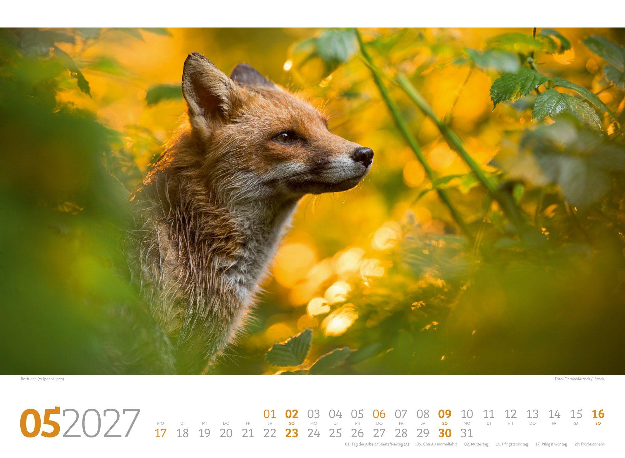 Beispielinhalt (Bild) Tierwelt Wald Kalender 2027