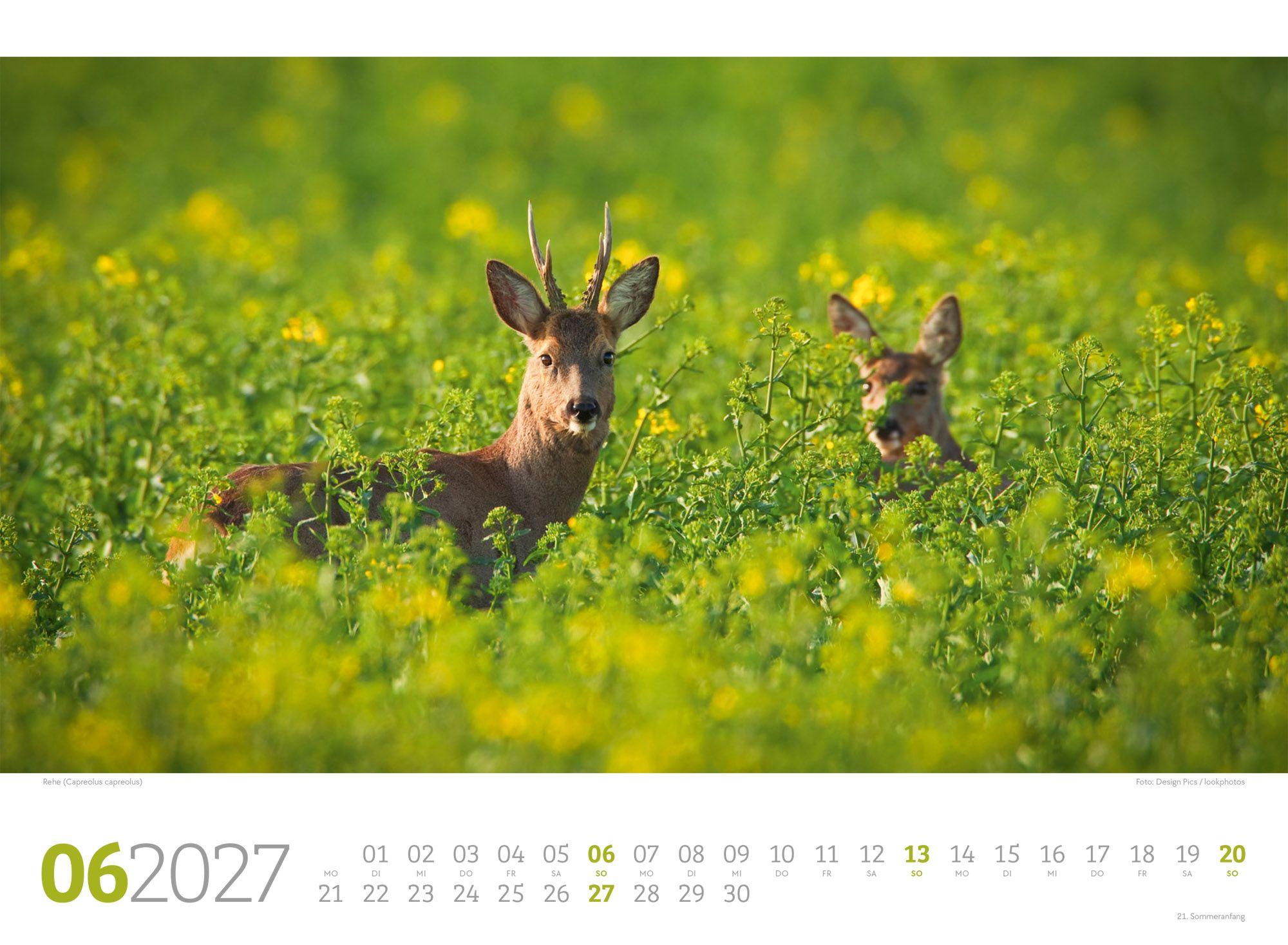 Beispielinhalt (Bild) Tierwelt Wald Kalender 2027