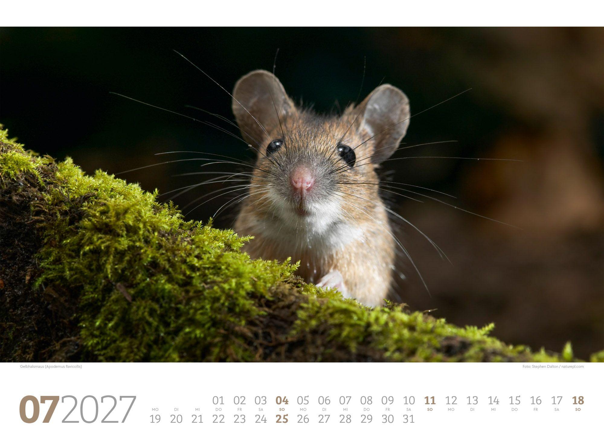 Beispielinhalt (Bild) Tierwelt Wald Kalender 2027