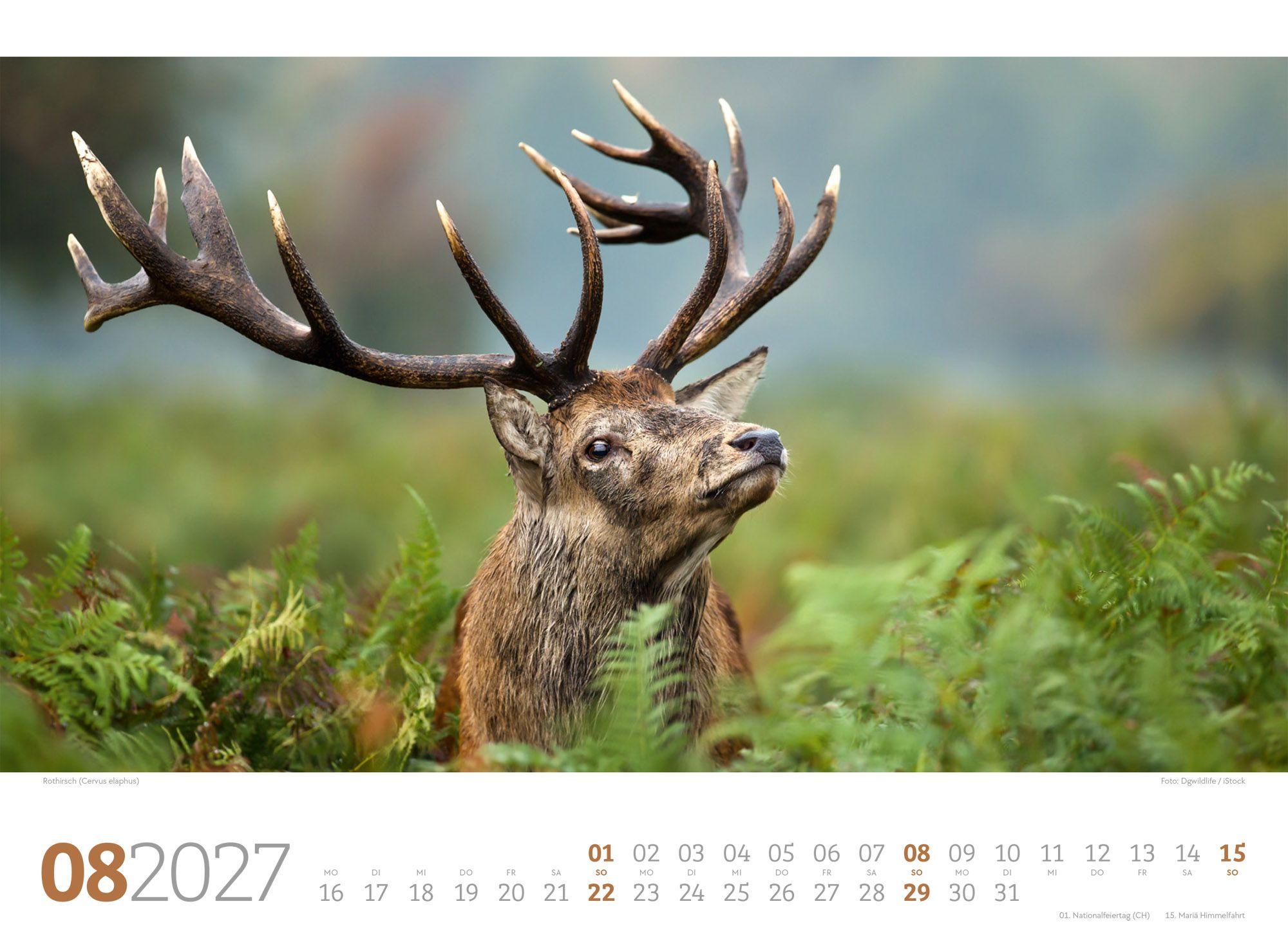 Beispielinhalt (Bild) Tierwelt Wald Kalender 2027