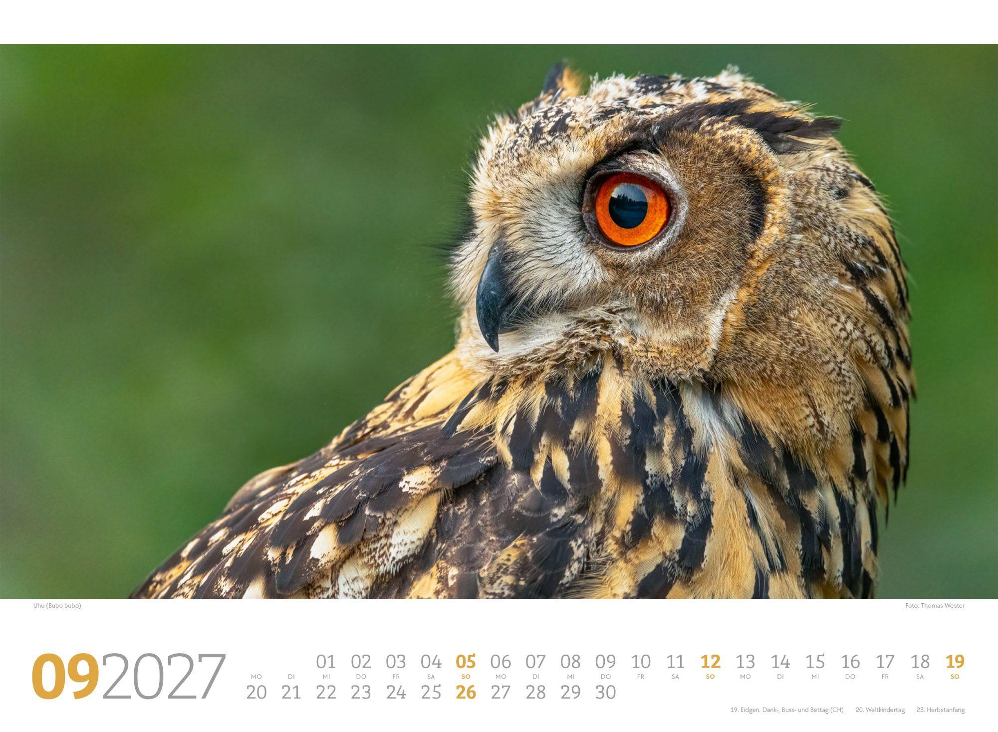 Beispielinhalt (Bild) Tierwelt Wald Kalender 2027