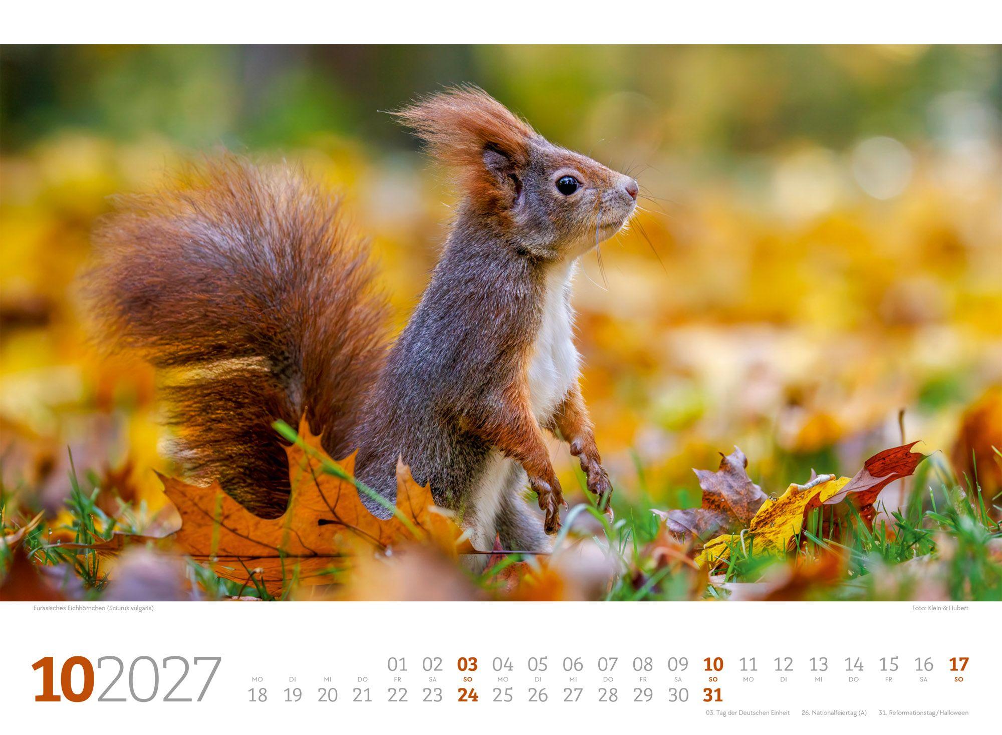 Beispielinhalt (Bild) Tierwelt Wald Kalender 2027