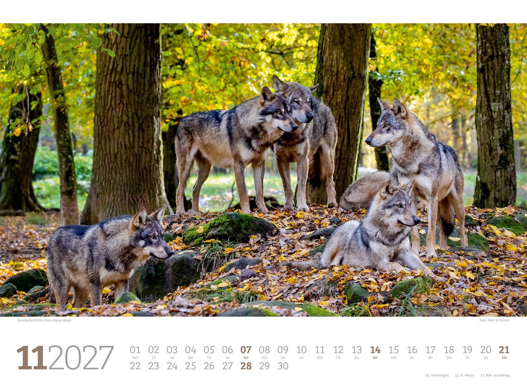 Beispielinhalt (Bild) Tierwelt Wald Kalender 2027