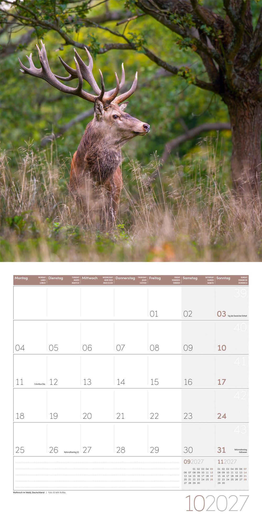 Beispielinhalt (Bild) Zauber des Waldes Kalender 2027 - 30x30 - Art12