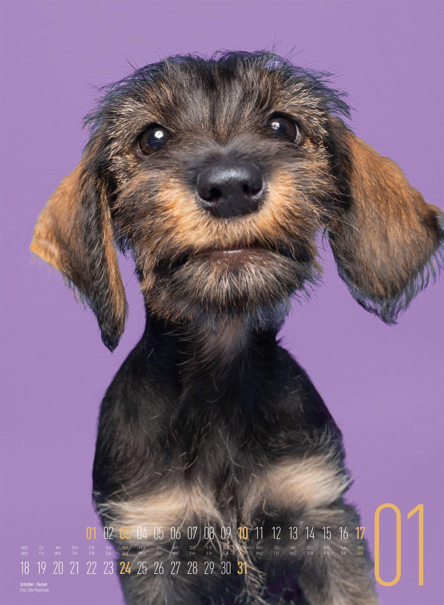 Beispielinhalt (Bild) Frei Schnauze Kalender 2027