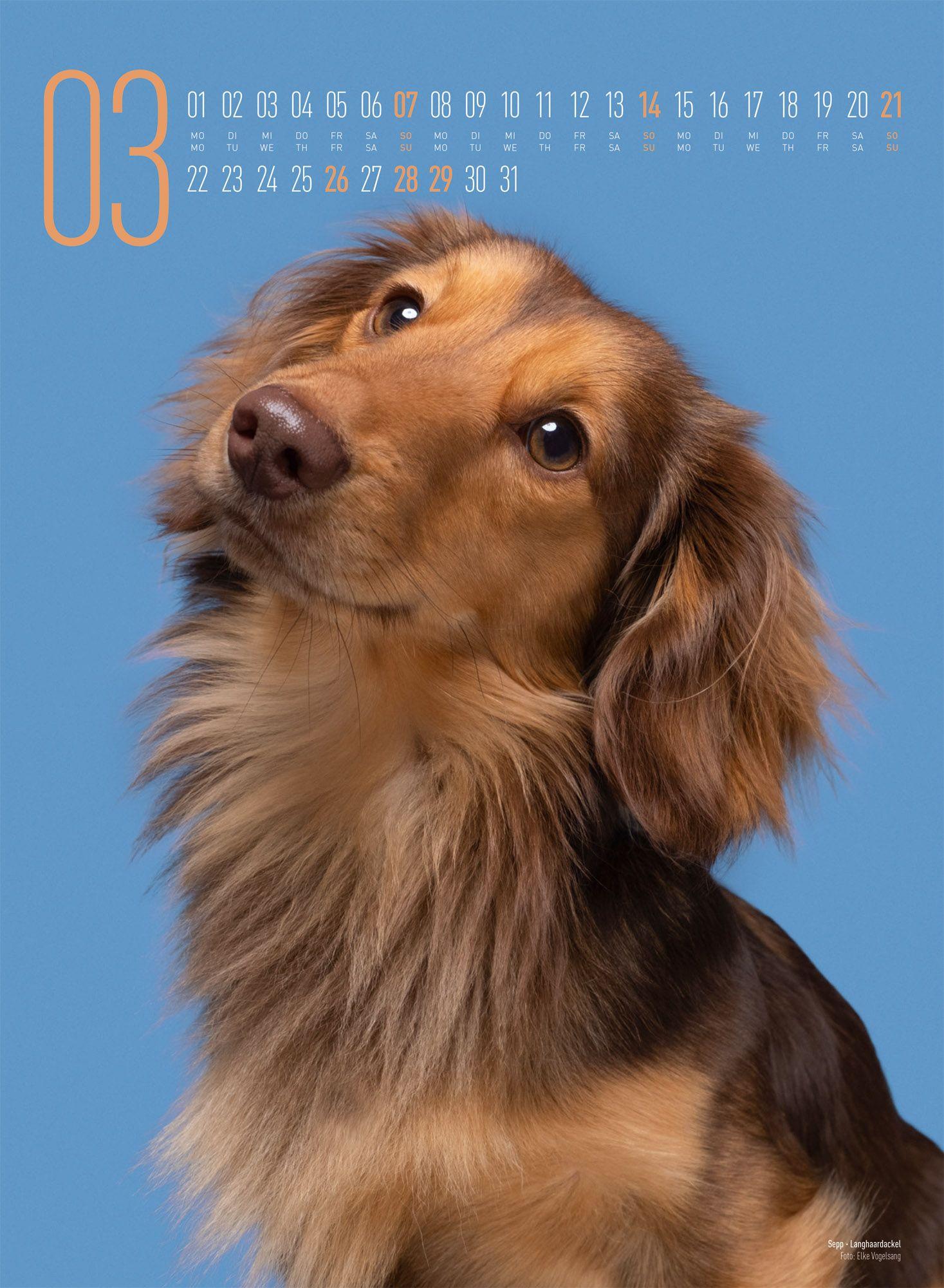 Beispielinhalt (Bild) Frei Schnauze Kalender 2027