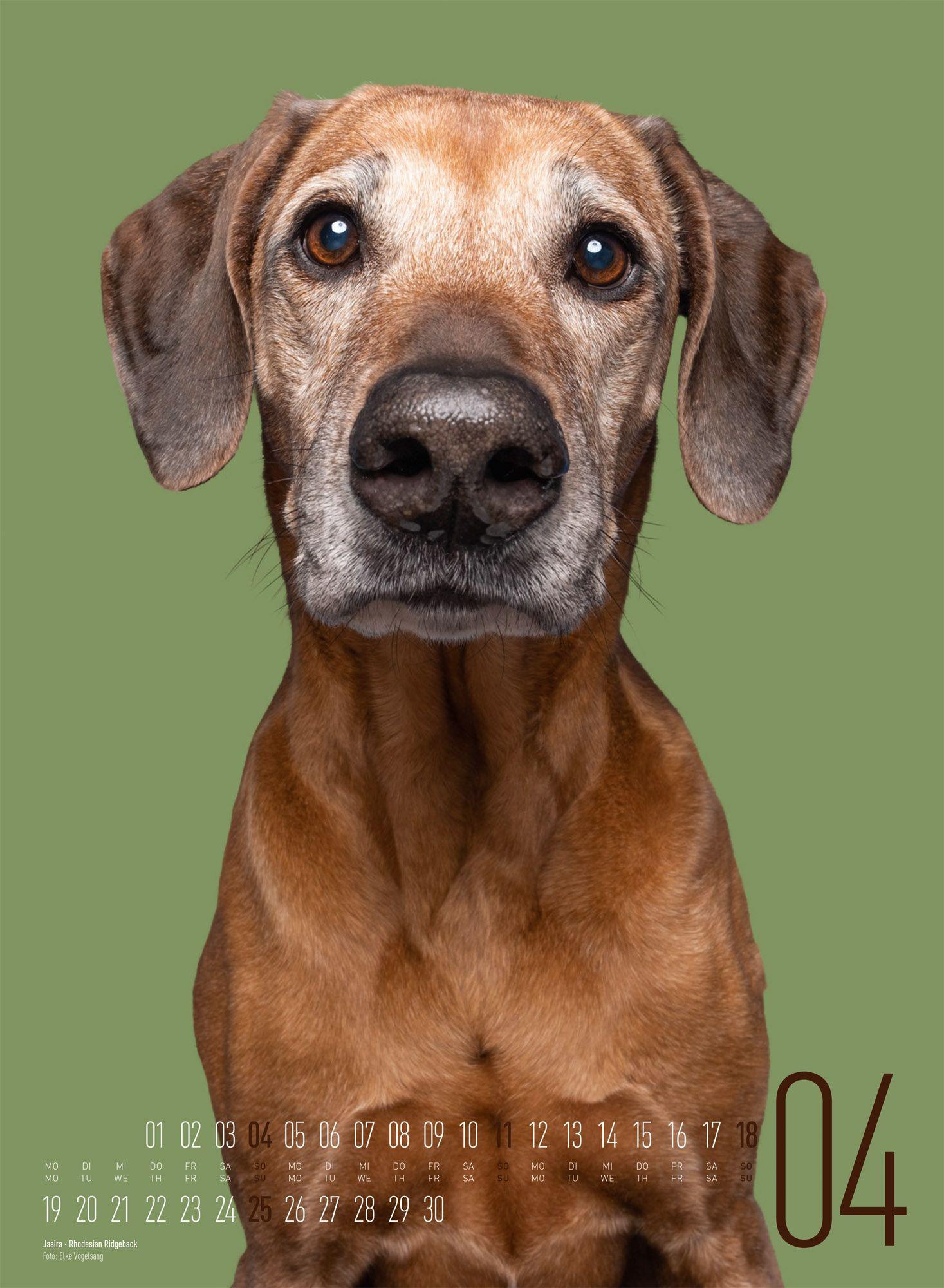 Beispielinhalt (Bild) Frei Schnauze Kalender 2027