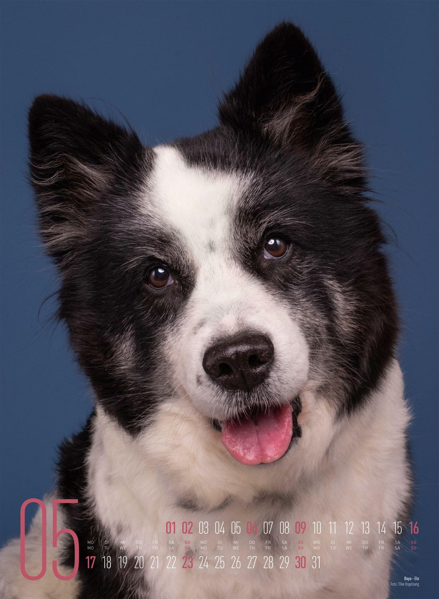 Beispielinhalt (Bild) Frei Schnauze Kalender 2027