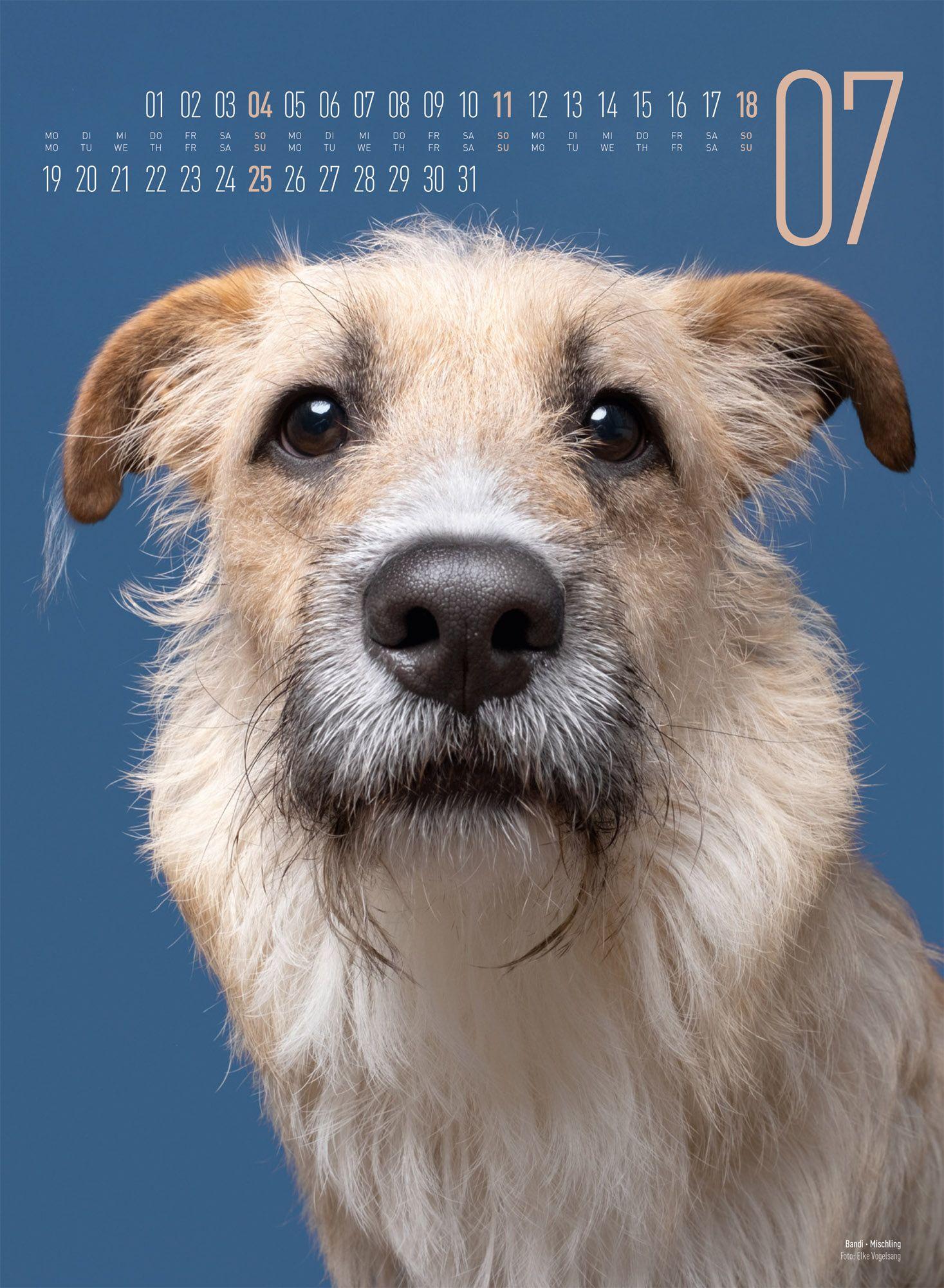 Beispielinhalt (Bild) Frei Schnauze Kalender 2027