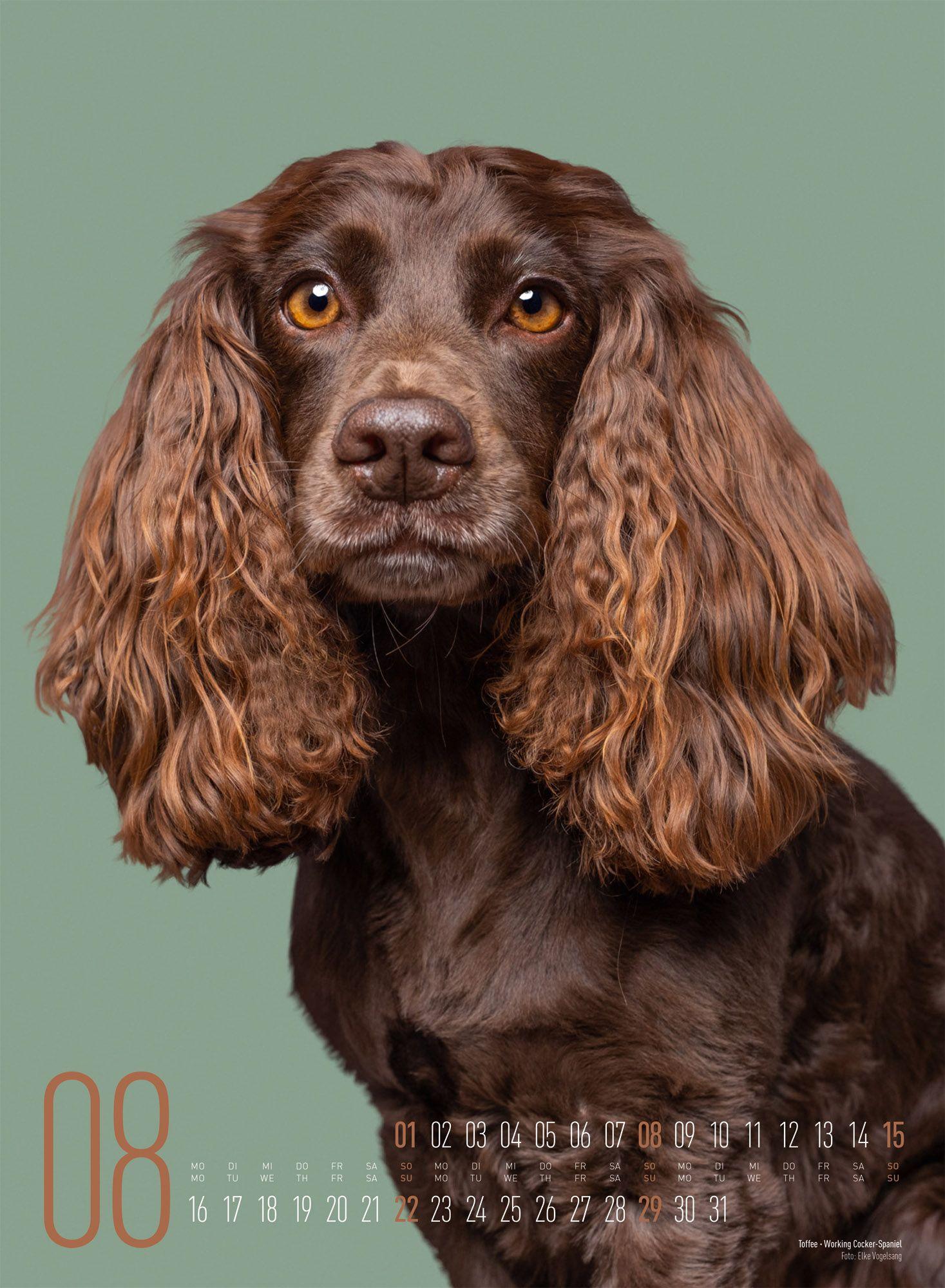 Beispielinhalt (Bild) Frei Schnauze Kalender 2027