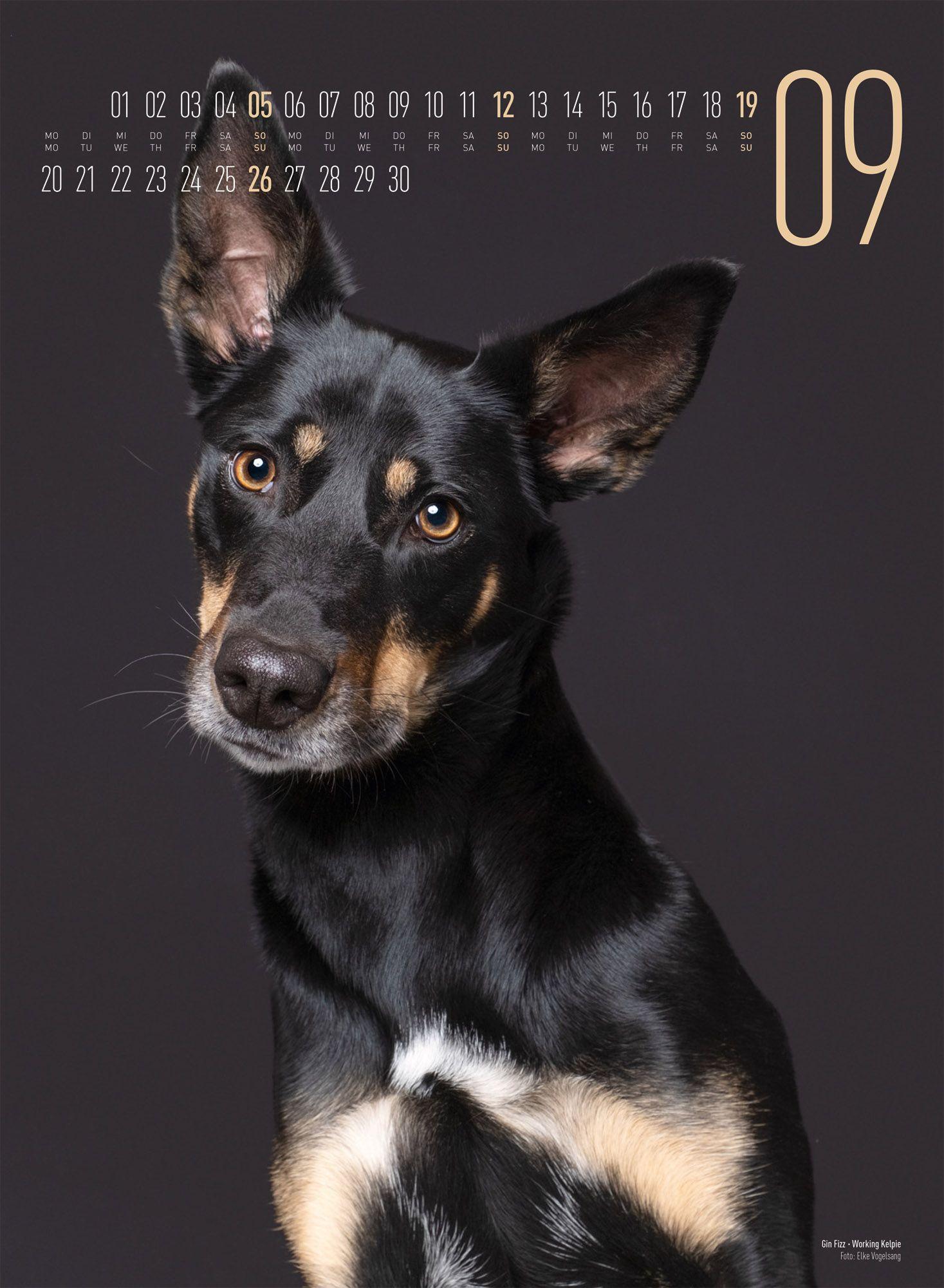 Beispielinhalt (Bild) Frei Schnauze Kalender 2027