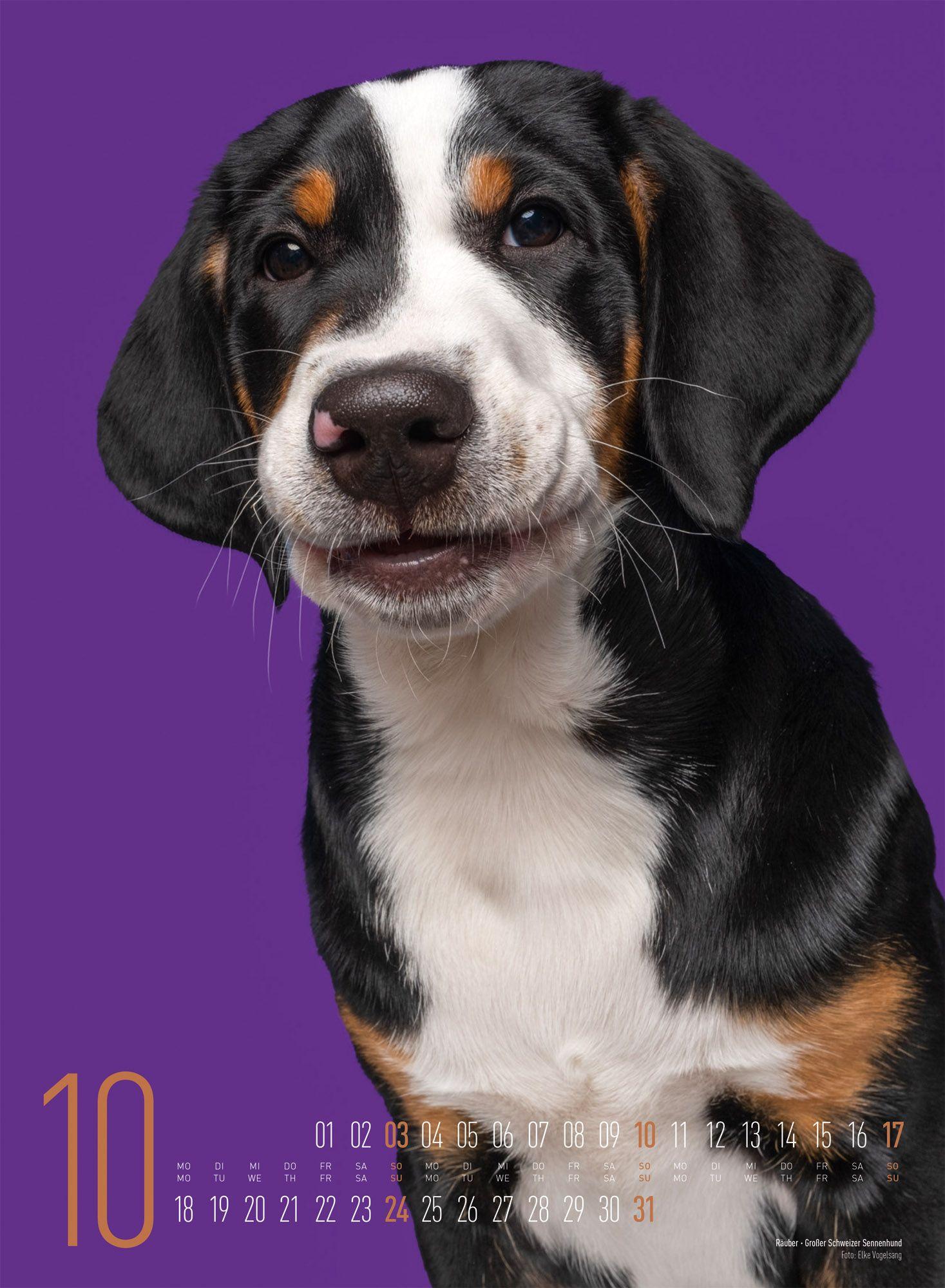 Beispielinhalt (Bild) Frei Schnauze Kalender 2027