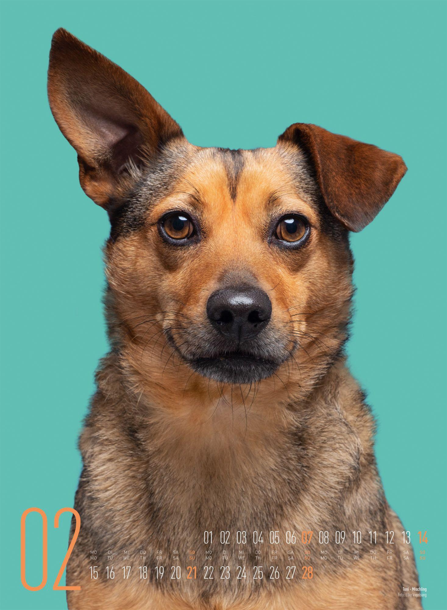Beispielinhalt (Bild) Frei Schnauze Kalender 2027