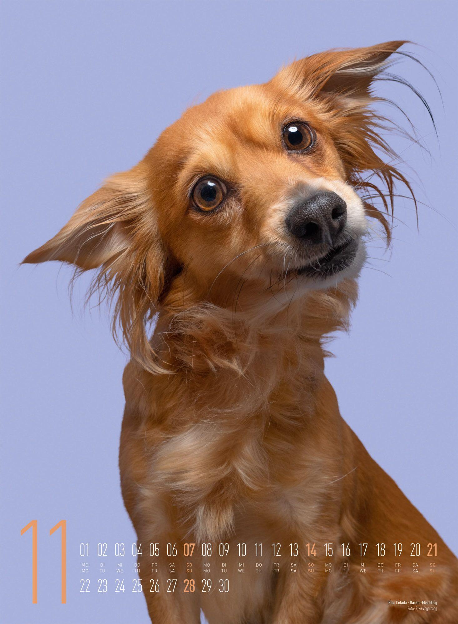 Beispielinhalt (Bild) Frei Schnauze Kalender 2027