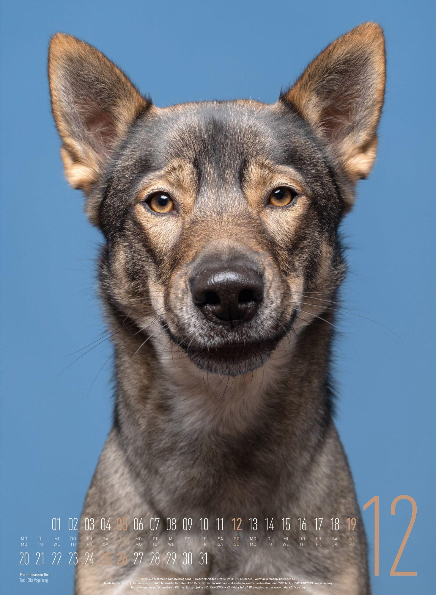 Beispielinhalt (Bild) Frei Schnauze Kalender 2027