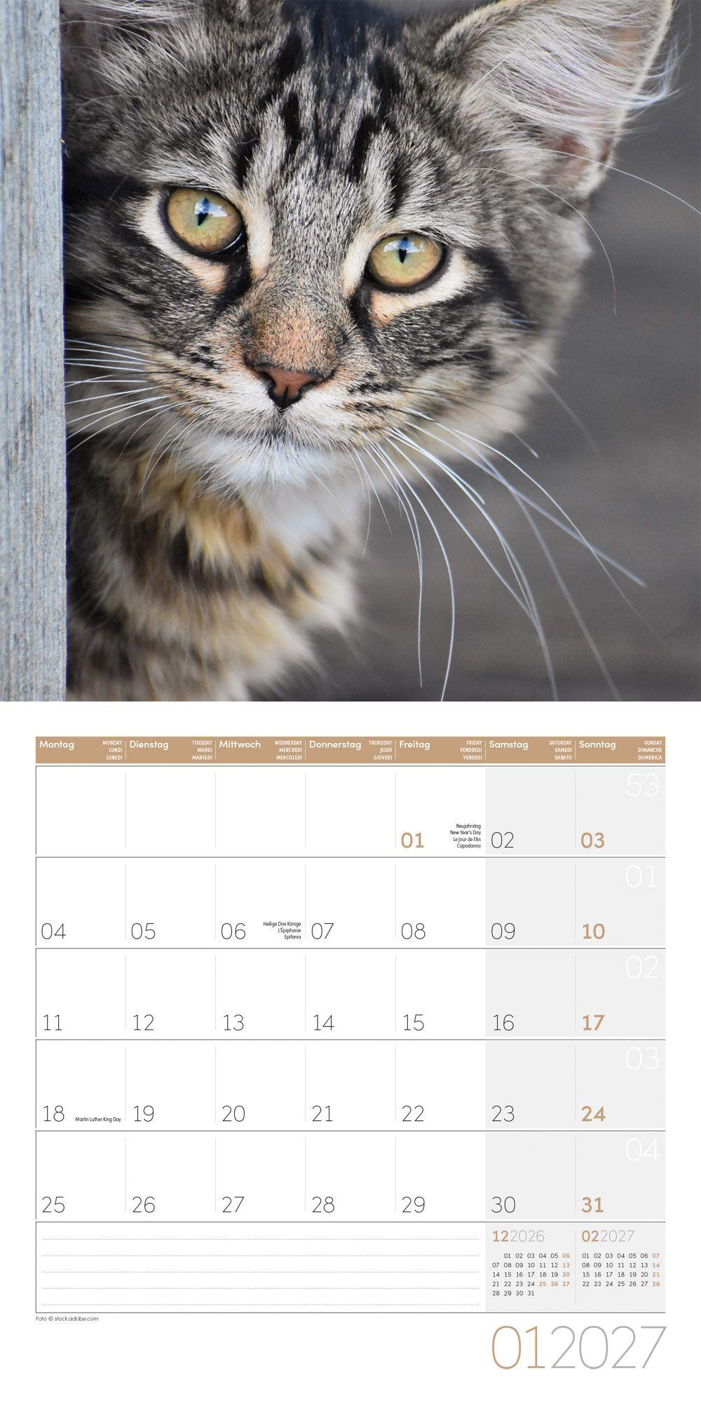 Beispielinhalt (Bild) Katzen Kalender 2027 - 30x30 - Art12