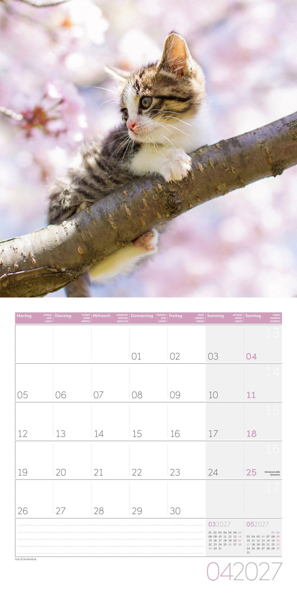 Beispielinhalt (Bild) Katzen Kalender 2027 - 30x30 - Art12