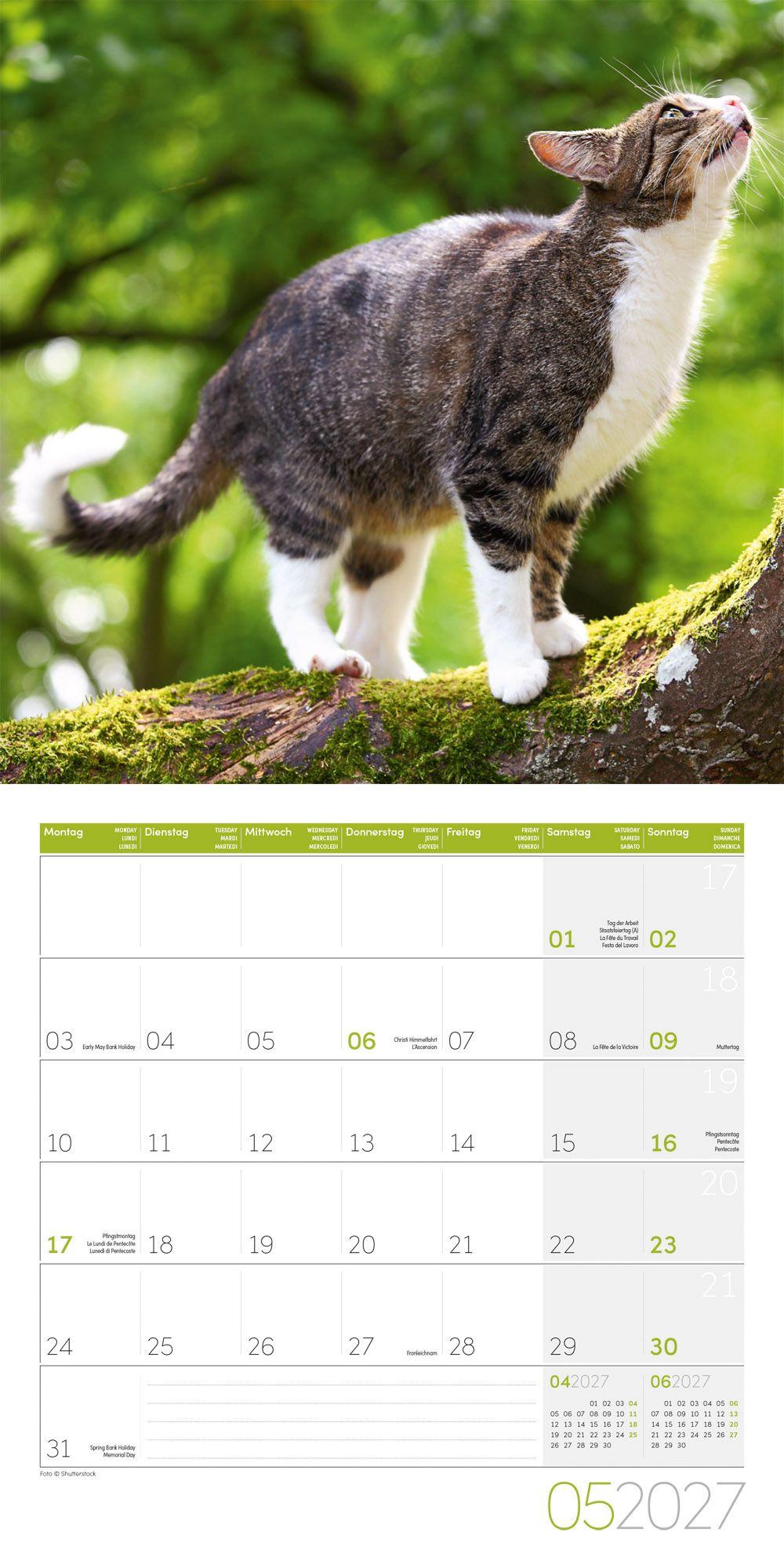 Beispielinhalt (Bild) Katzen Kalender 2027 - 30x30 - Art12