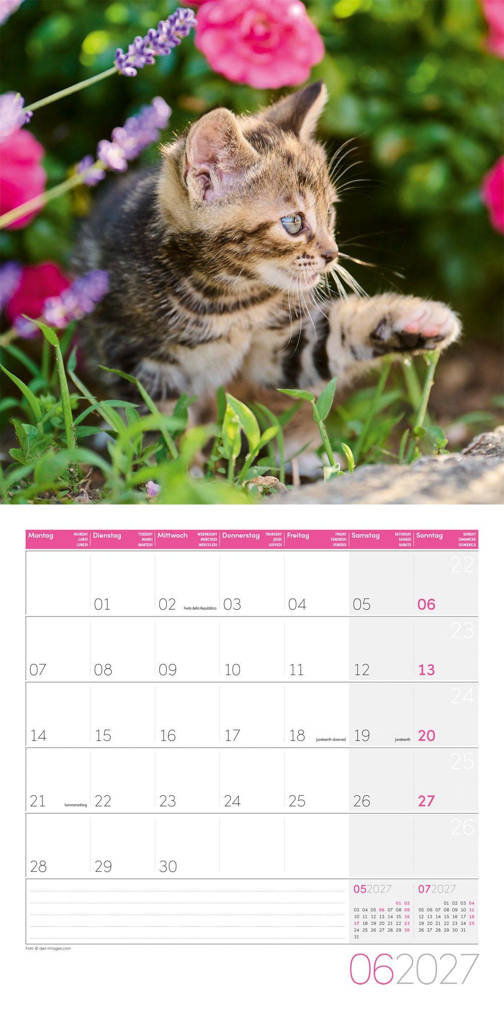 Beispielinhalt (Bild) Katzen Kalender 2027 - 30x30 - Art12