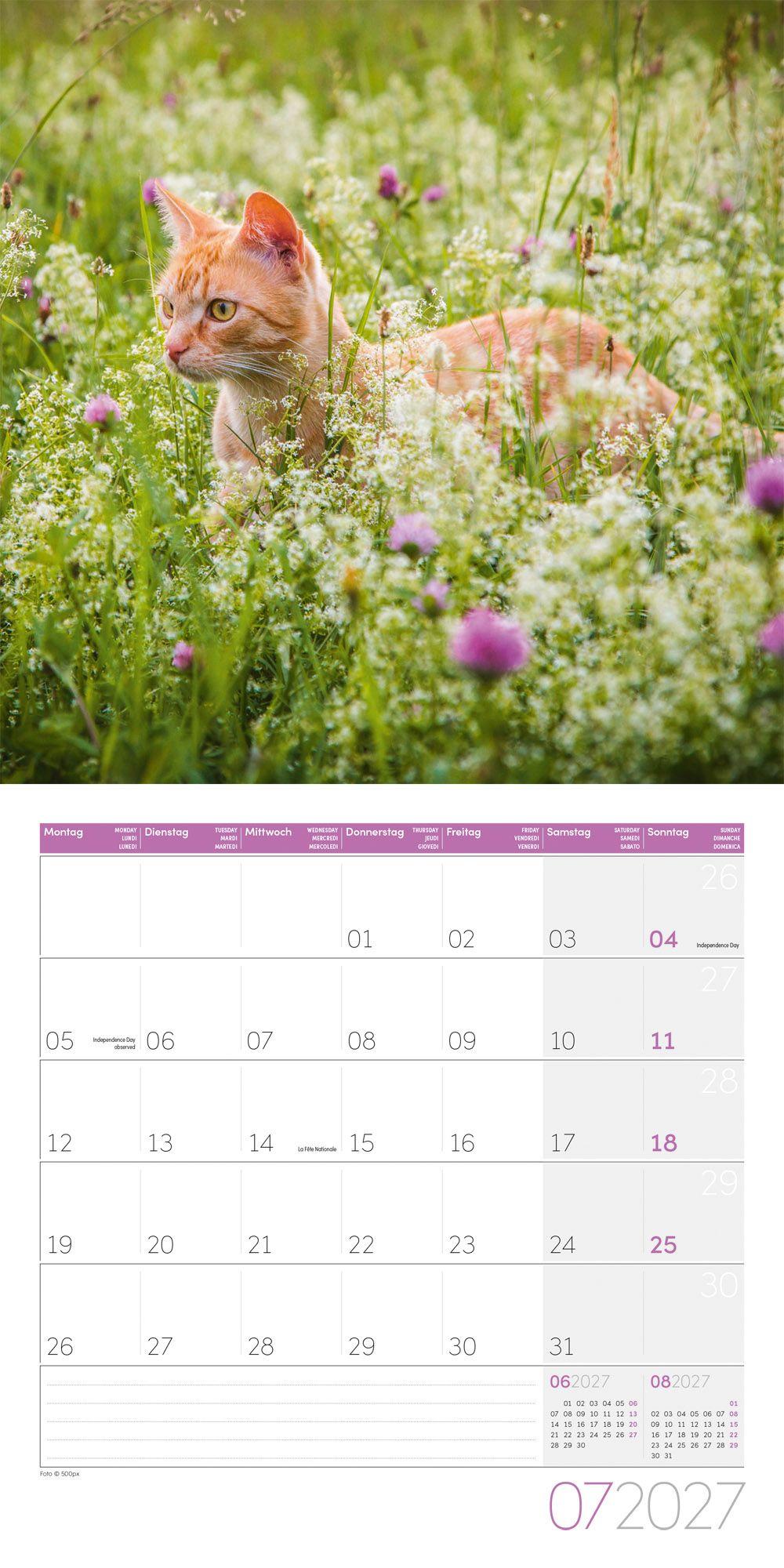 Beispielinhalt (Bild) Katzen Kalender 2027 - 30x30 - Art12
