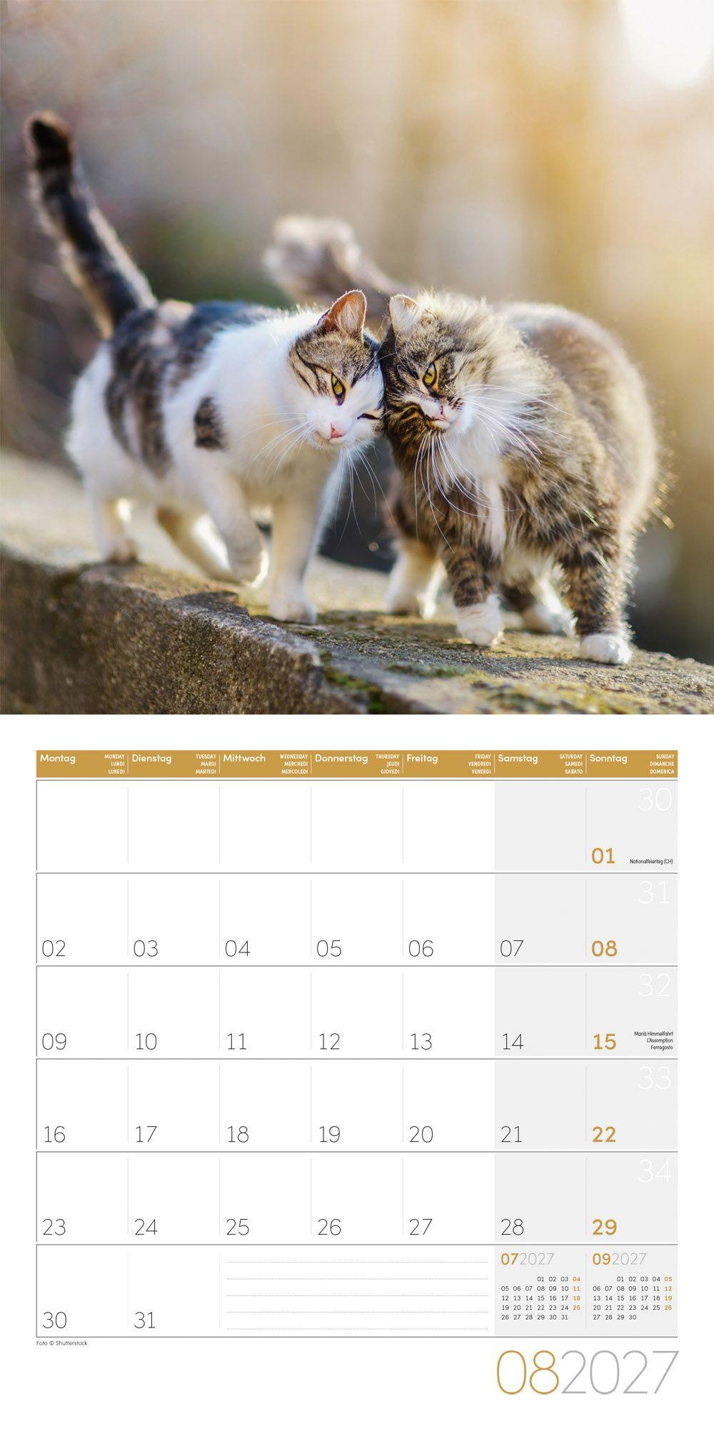 Beispielinhalt (Bild) Katzen Kalender 2027 - 30x30 - Art12