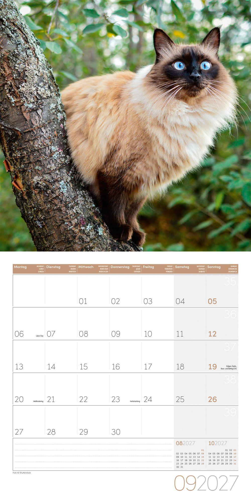 Beispielinhalt (Bild) Katzen Kalender 2027 - 30x30 - Art12