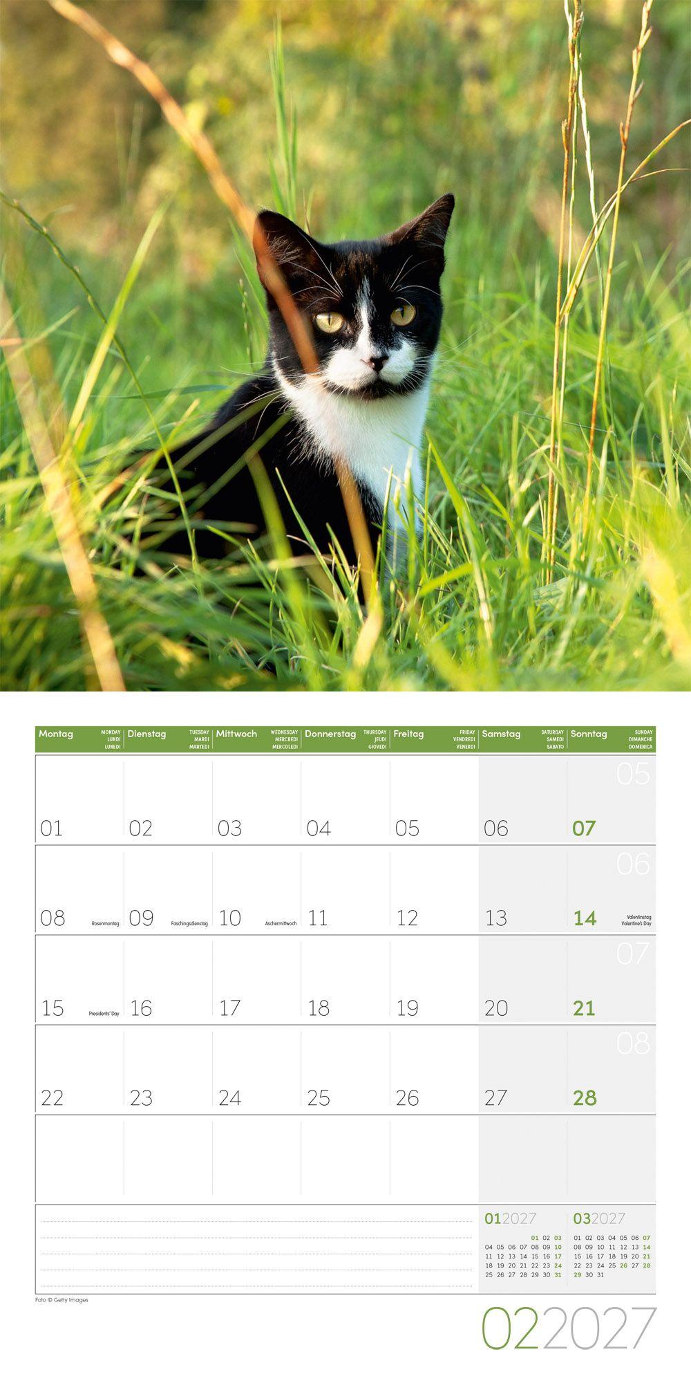 Beispielinhalt (Bild) Katzen Kalender 2027 - 30x30 - Art12