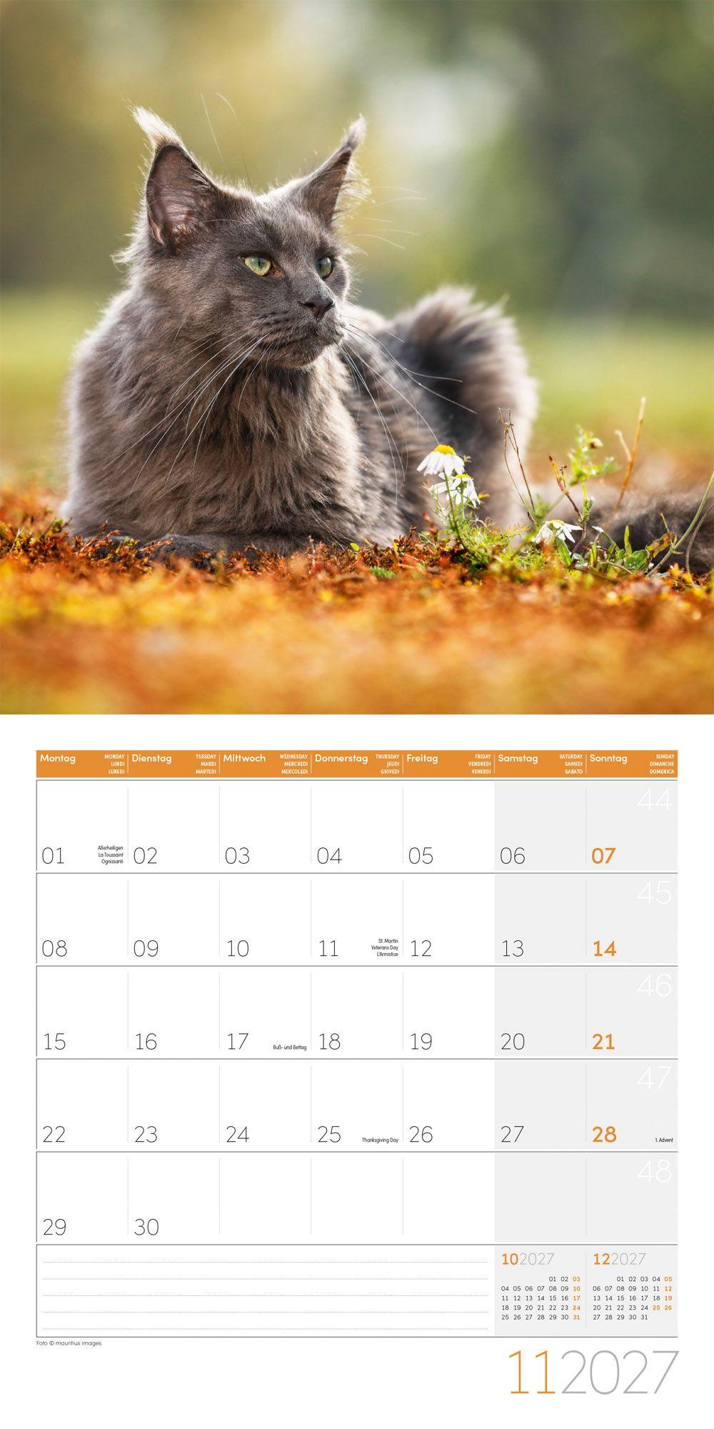 Beispielinhalt (Bild) Katzen Kalender 2027 - 30x30 - Art12