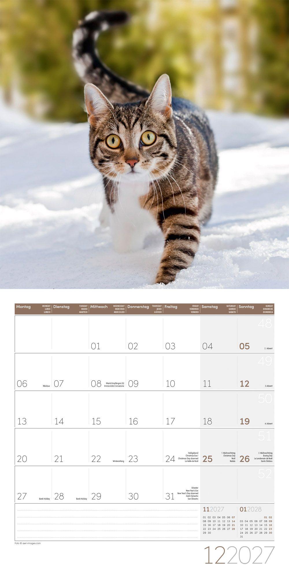 Beispielinhalt (Bild) Katzen Kalender 2027 - 30x30 - Art12