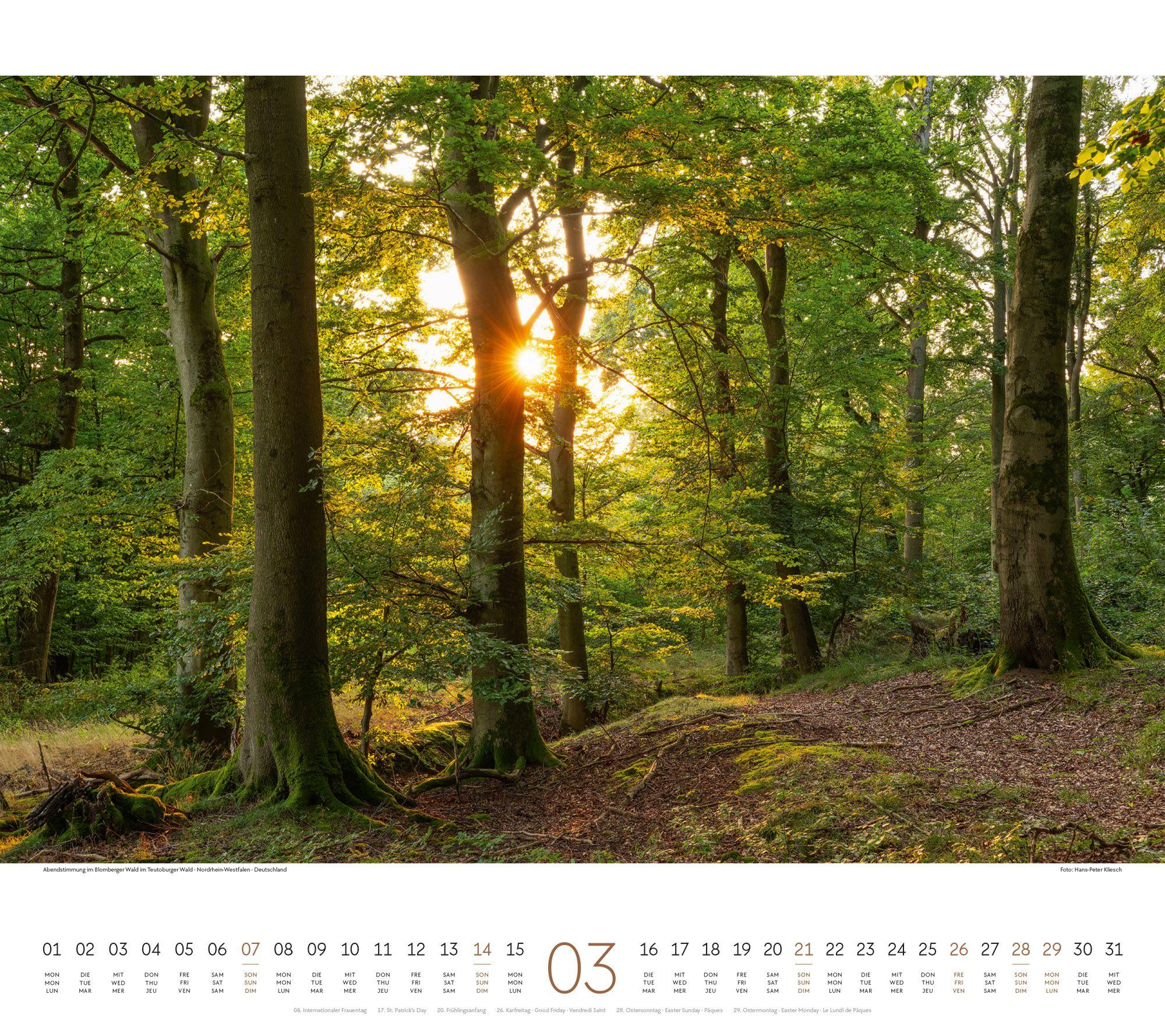 Beispielinhalt (Bild) Wald Kalender 2027