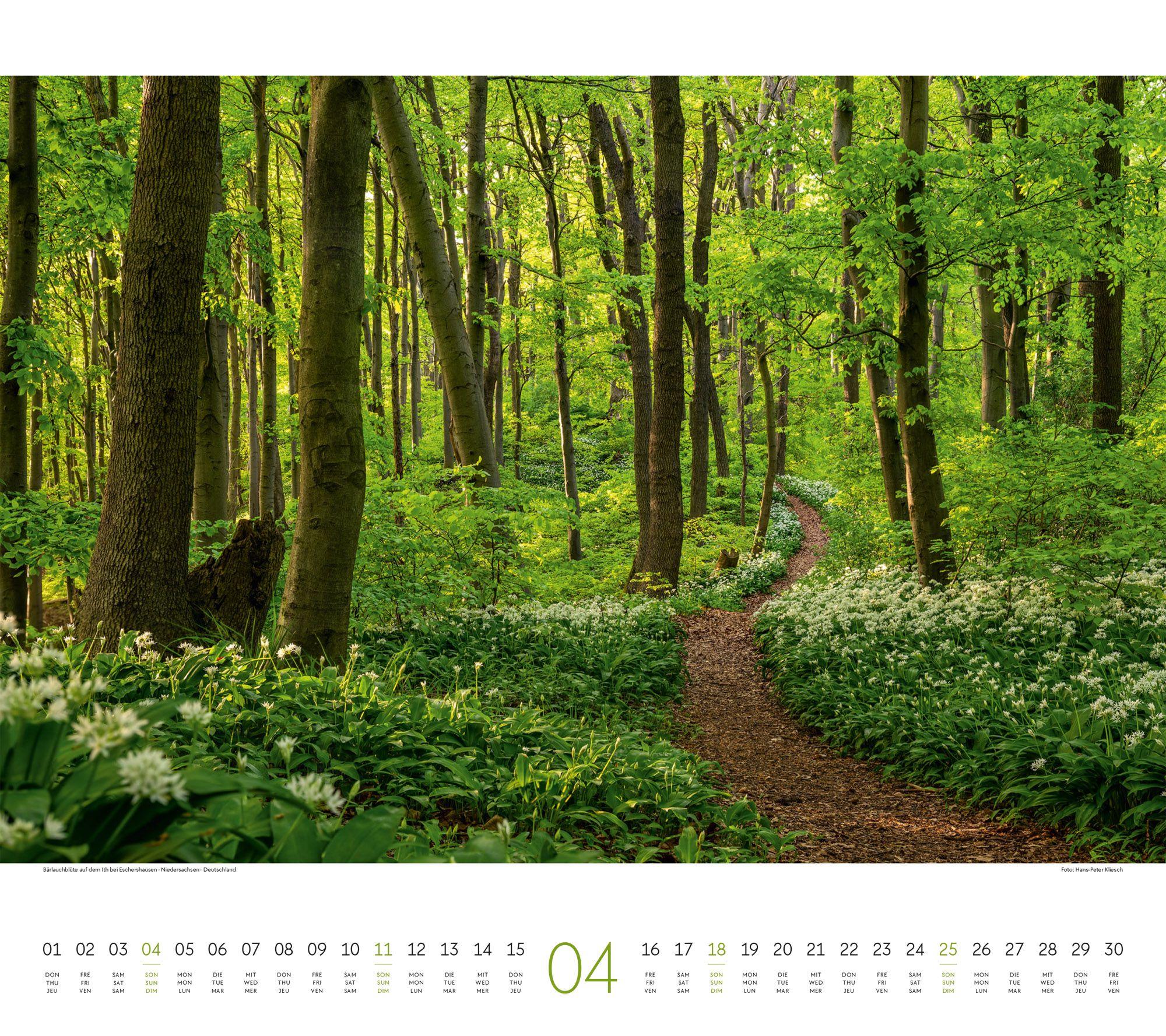 Beispielinhalt (Bild) Wald Kalender 2027