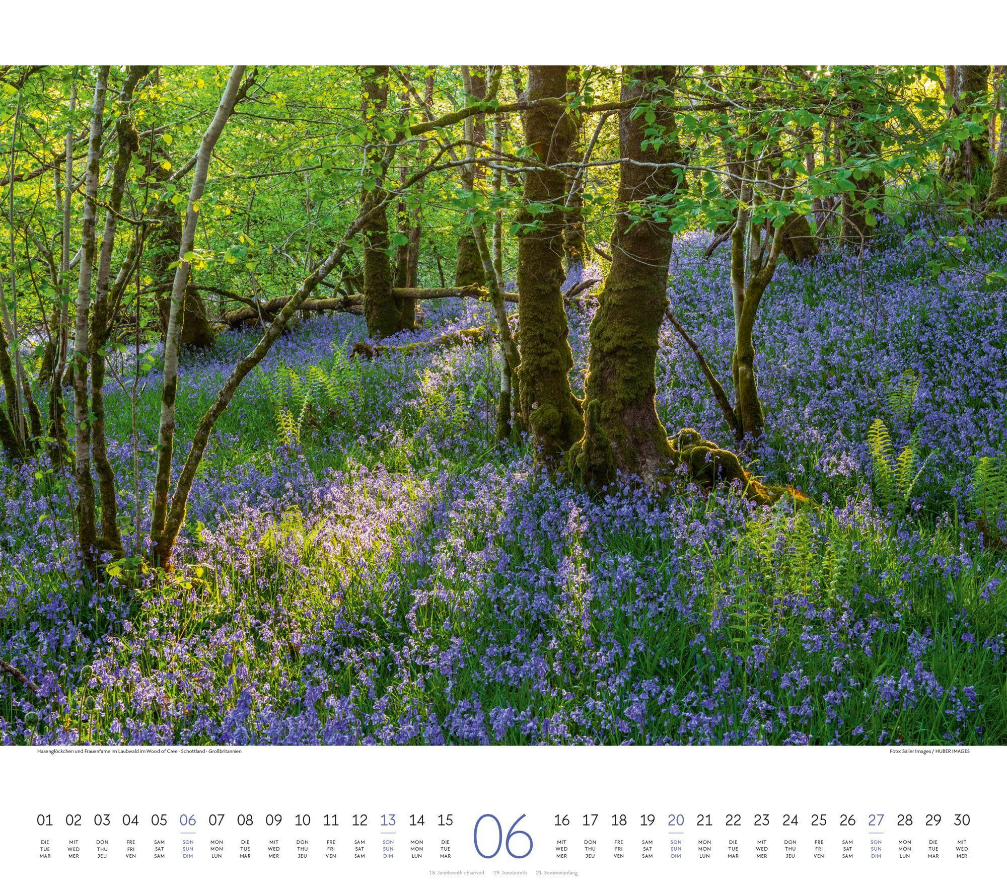 Beispielinhalt (Bild) Wald Kalender 2027