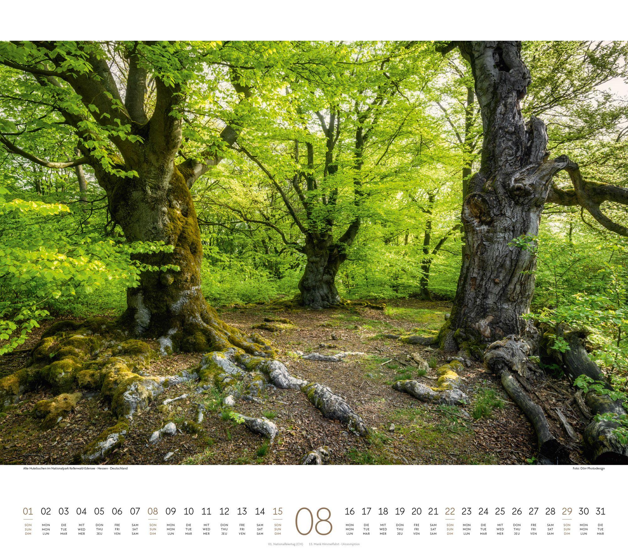Beispielinhalt (Bild) Wald Kalender 2027