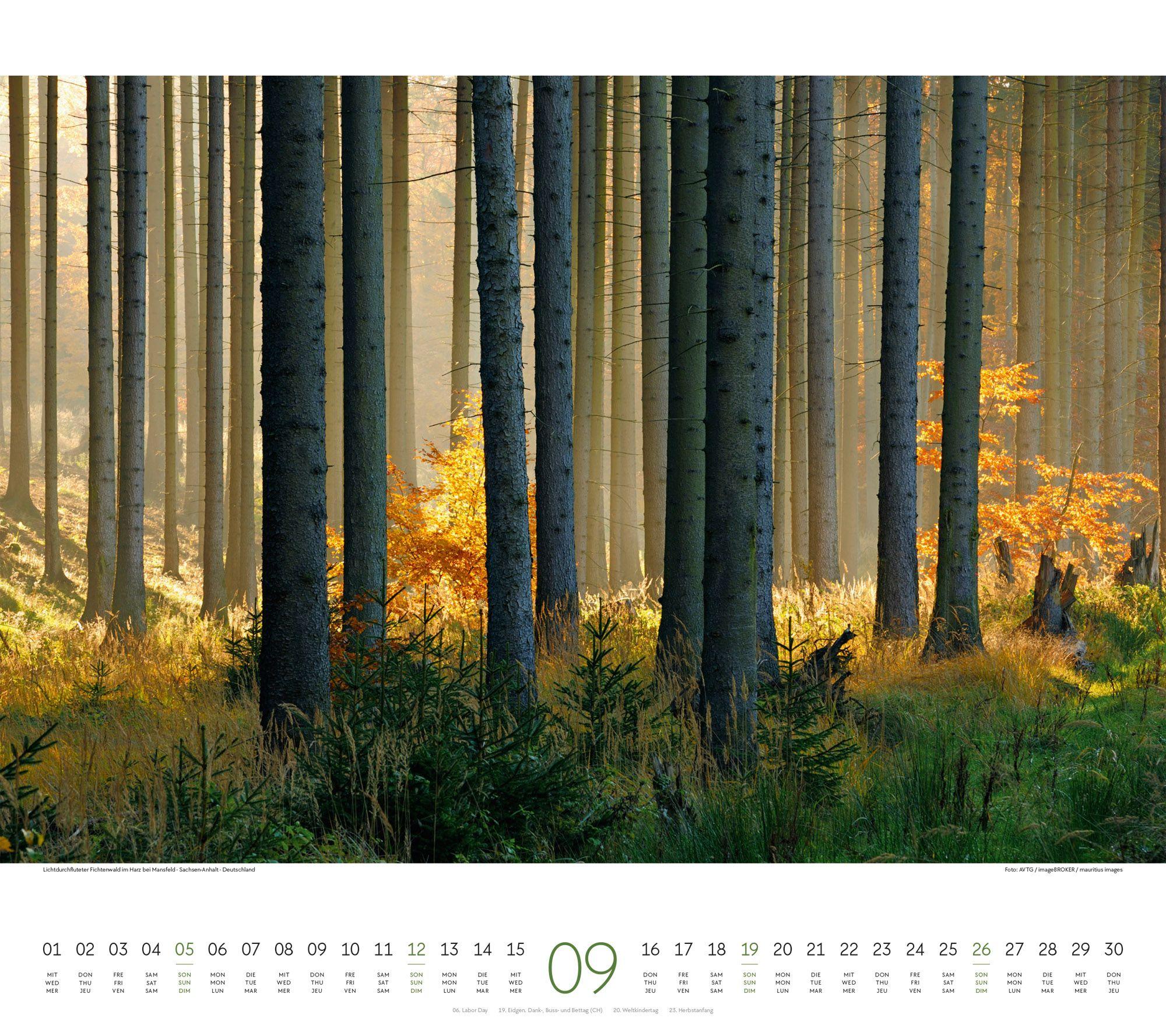 Beispielinhalt (Bild) Wald Kalender 2027