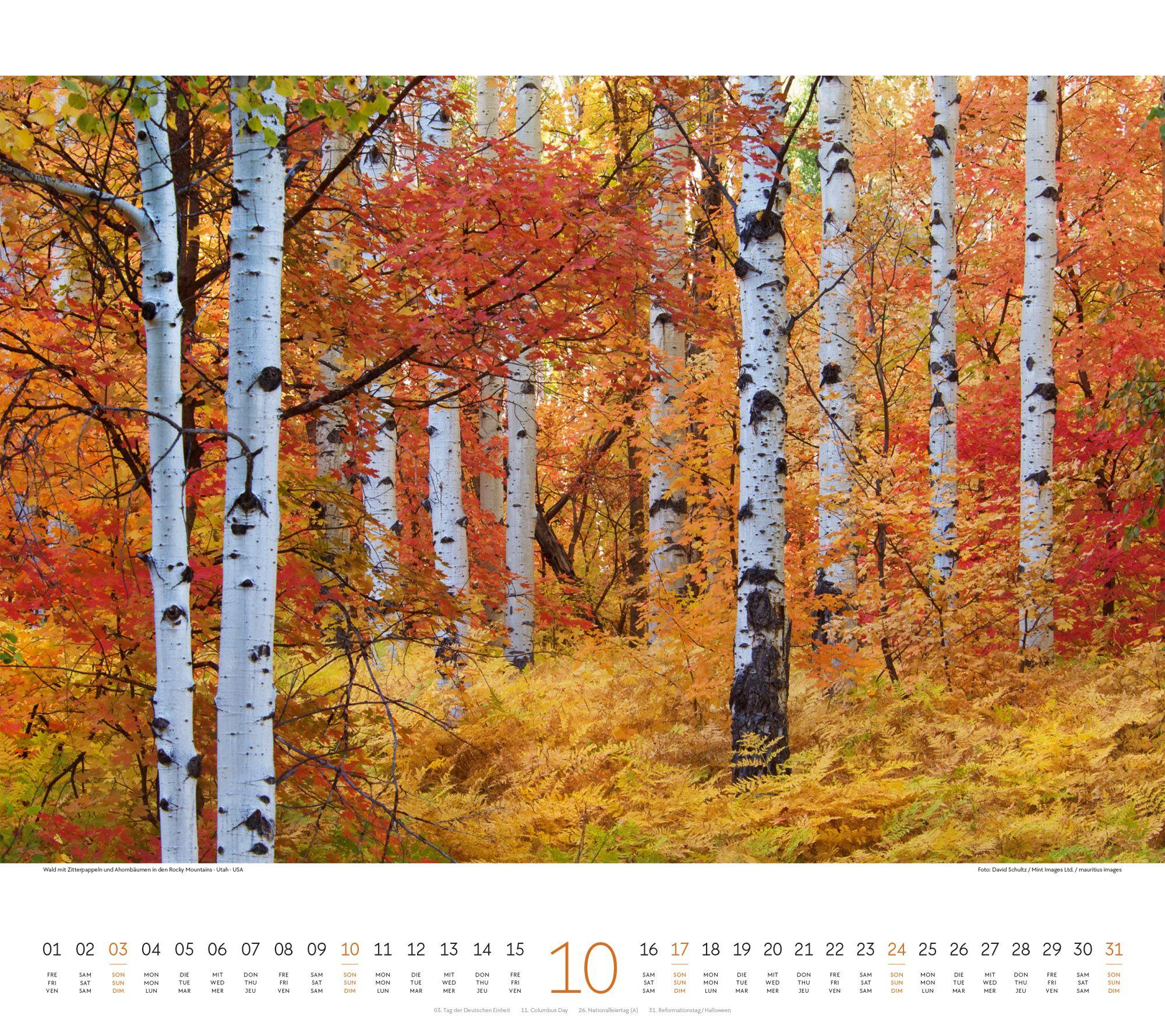 Beispielinhalt (Bild) Wald Kalender 2027