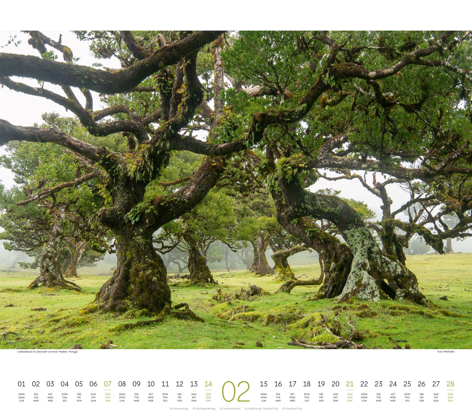 Beispielinhalt (Bild) Wald Kalender 2027