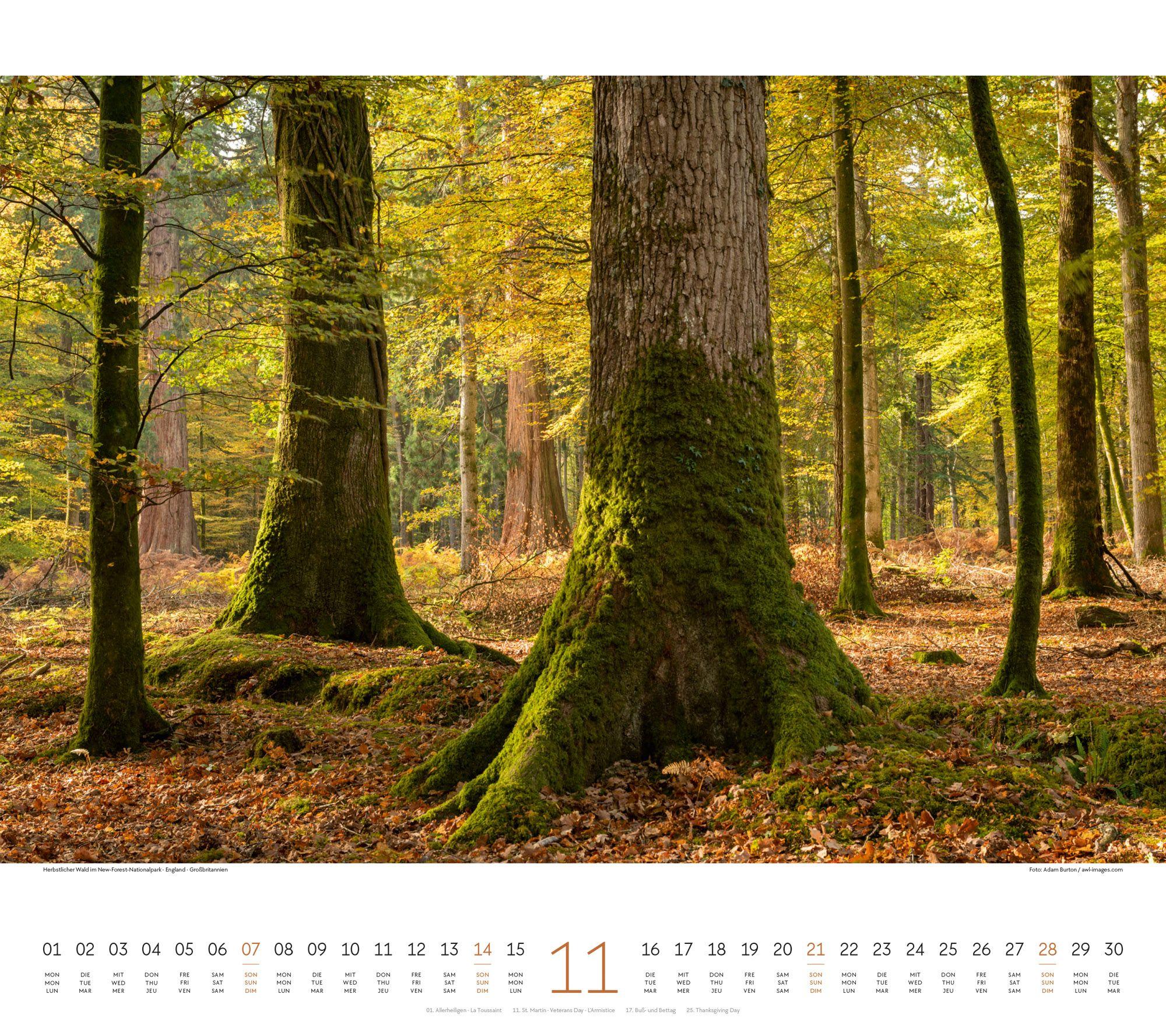 Beispielinhalt (Bild) Wald Kalender 2027