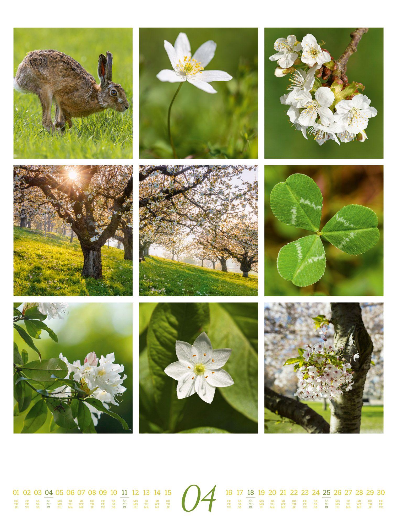 Beispielinhalt (Bild) Inspiration Natur Kalender 2027