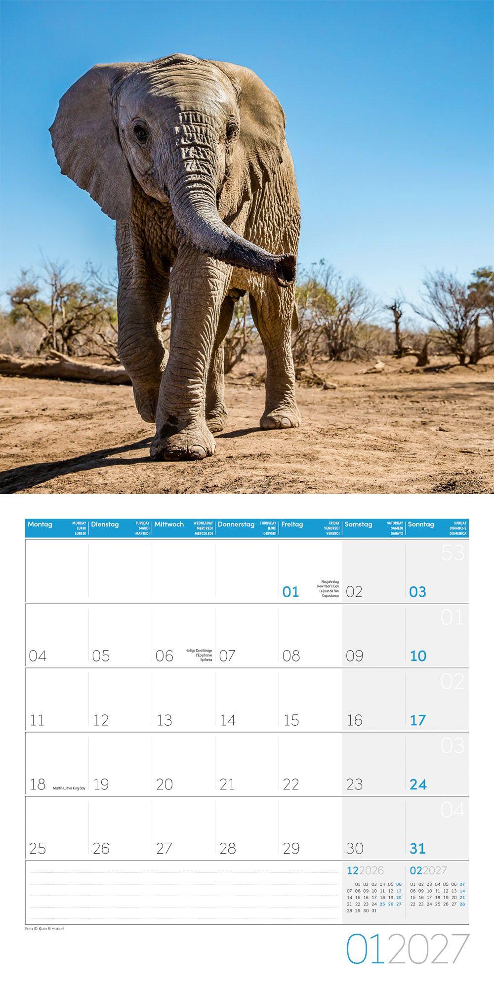 Beispielinhalt (Bild) Elefanten Kalender 2027 - 30x30 - Art12
