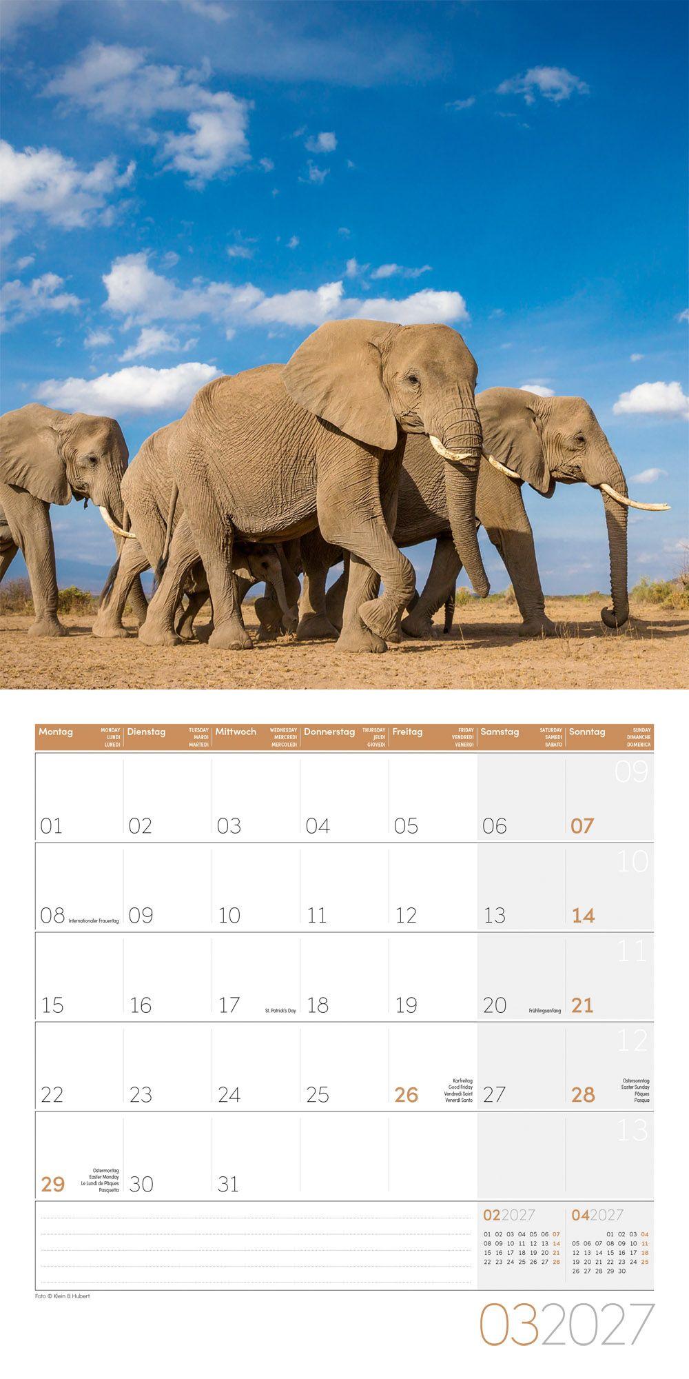 Beispielinhalt (Bild) Elefanten Kalender 2027 - 30x30 - Art12