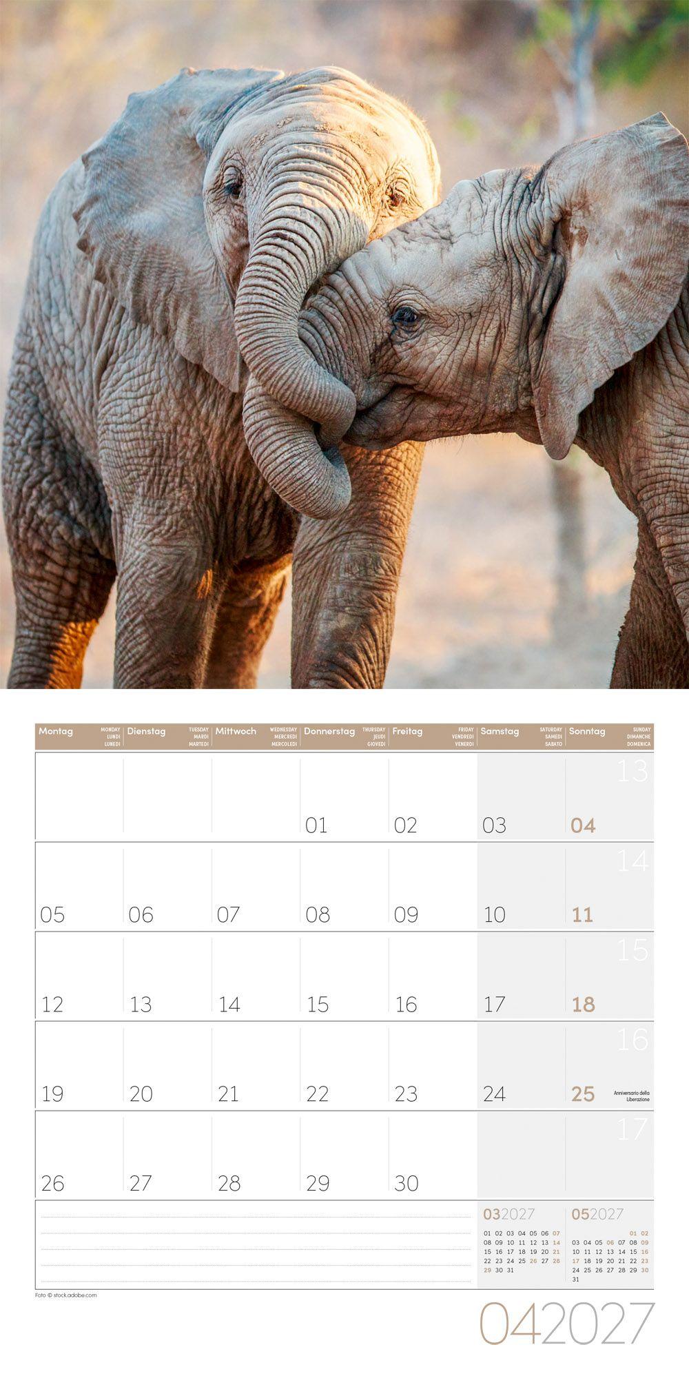 Beispielinhalt (Bild) Elefanten Kalender 2027 - 30x30 - Art12