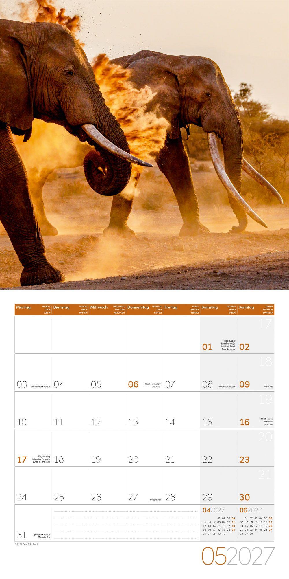 Beispielinhalt (Bild) Elefanten Kalender 2027 - 30x30 - Art12