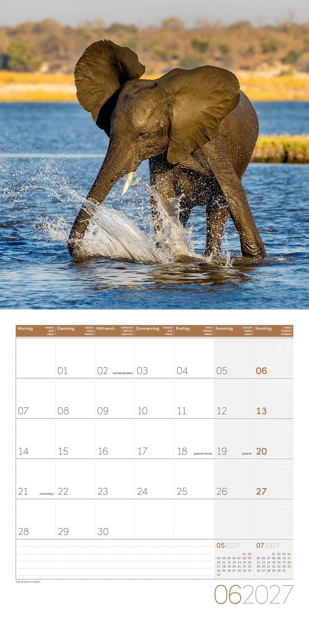 Beispielinhalt (Bild) Elefanten Kalender 2027 - 30x30 - Art12