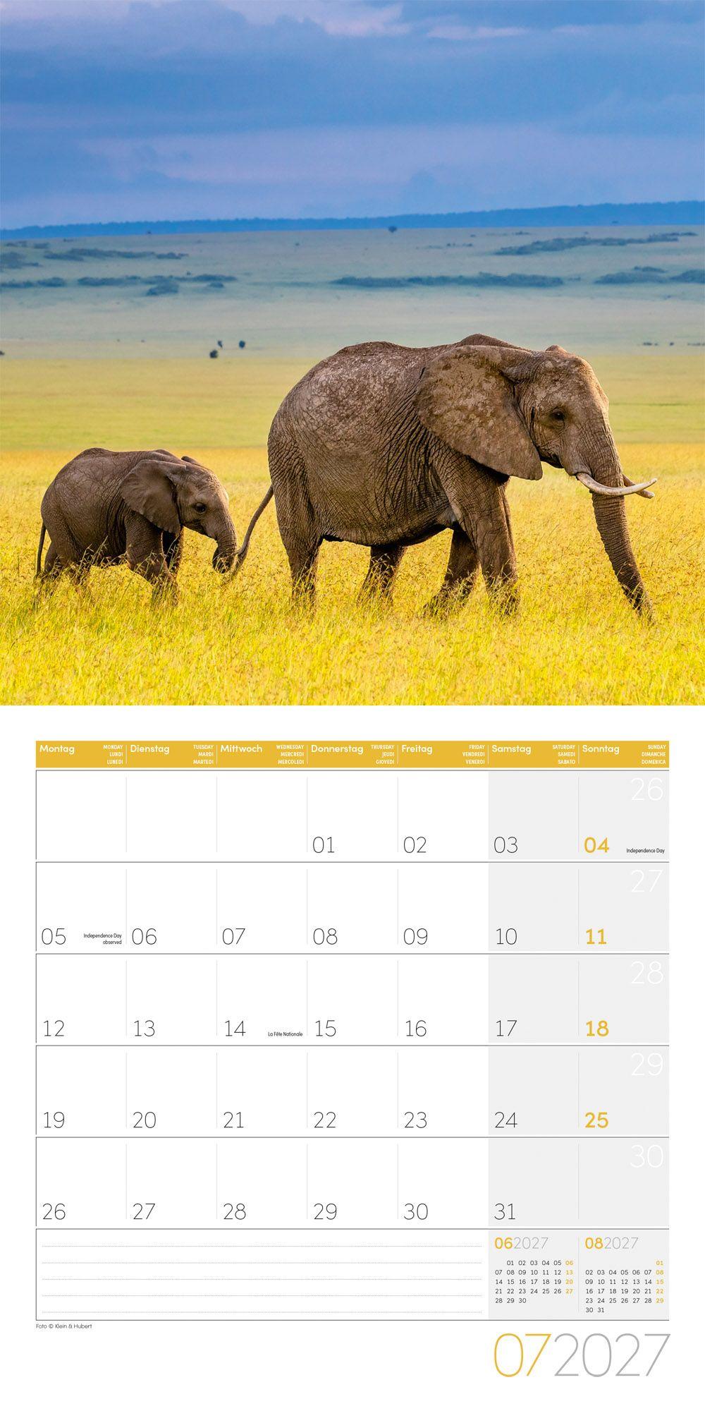 Beispielinhalt (Bild) Elefanten Kalender 2027 - 30x30 - Art12