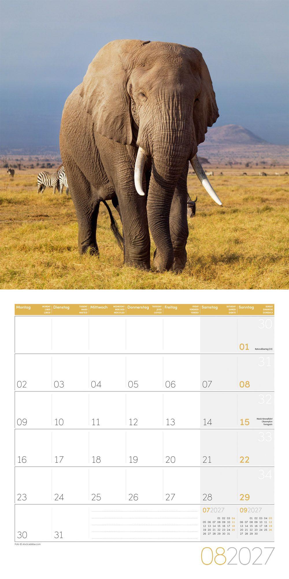 Beispielinhalt (Bild) Elefanten Kalender 2027 - 30x30 - Art12