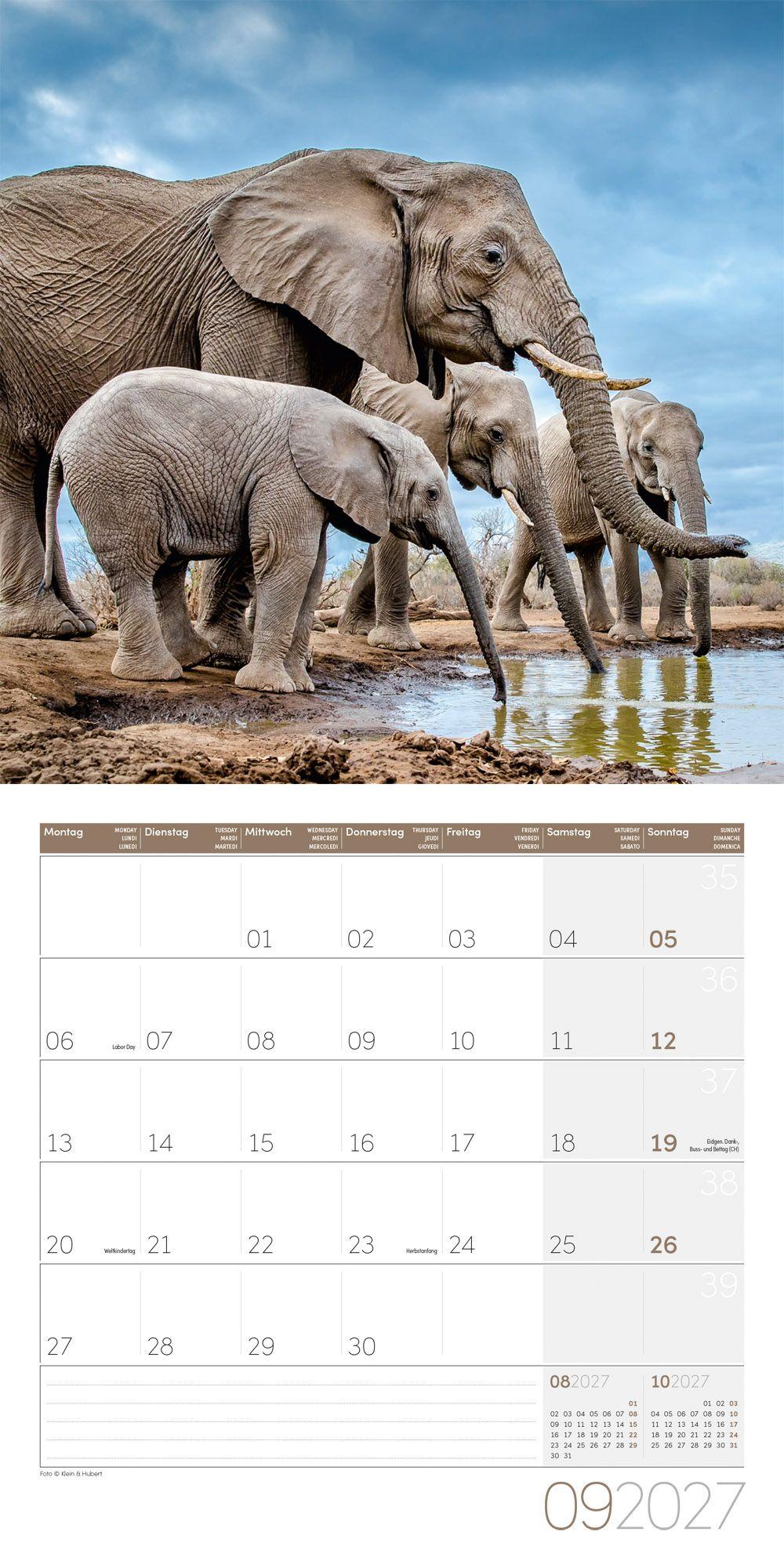 Beispielinhalt (Bild) Elefanten Kalender 2027 - 30x30 - Art12