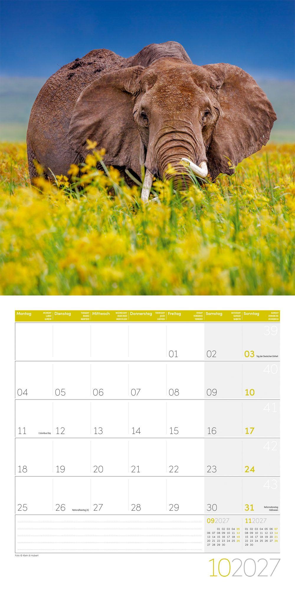 Beispielinhalt (Bild) Elefanten Kalender 2027 - 30x30 - Art12