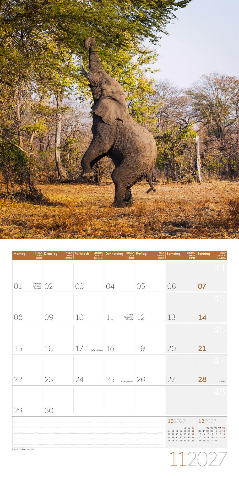 Beispielinhalt (Bild) Elefanten Kalender 2027 - 30x30 - Art12