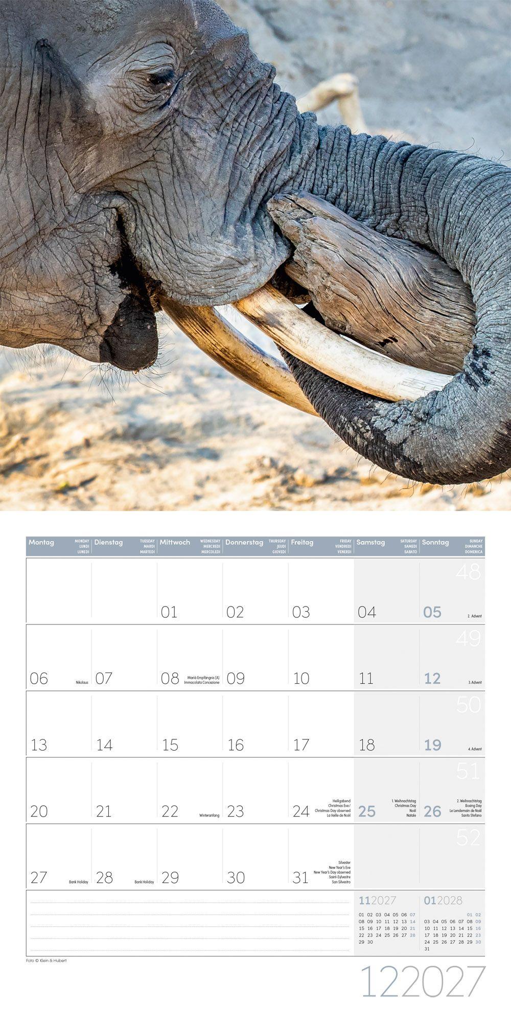 Beispielinhalt (Bild) Elefanten Kalender 2027 - 30x30 - Art12
